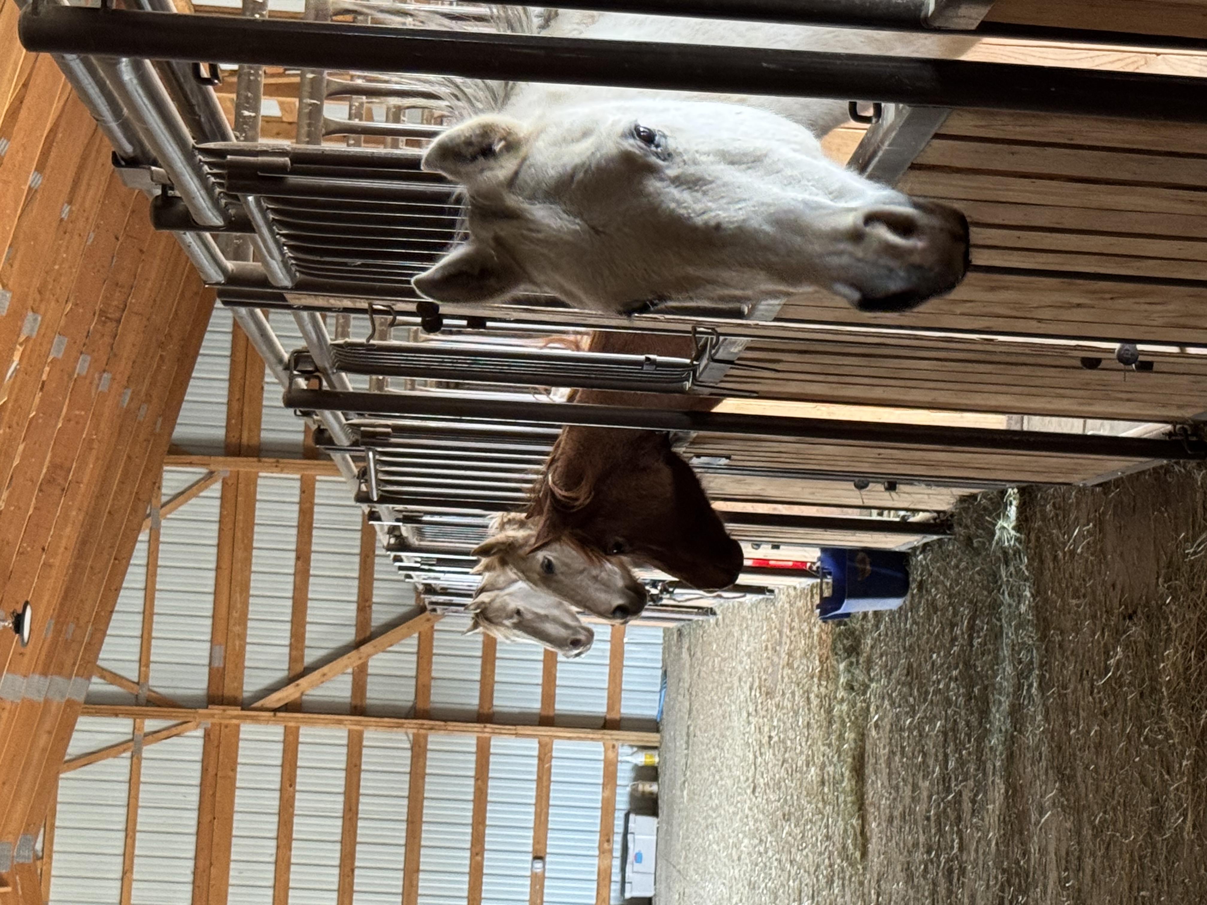 Happy horses in the barn