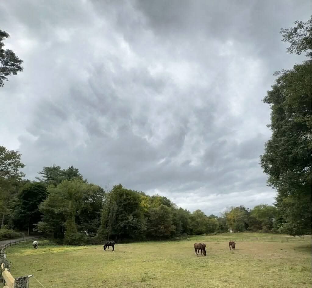 Pasture