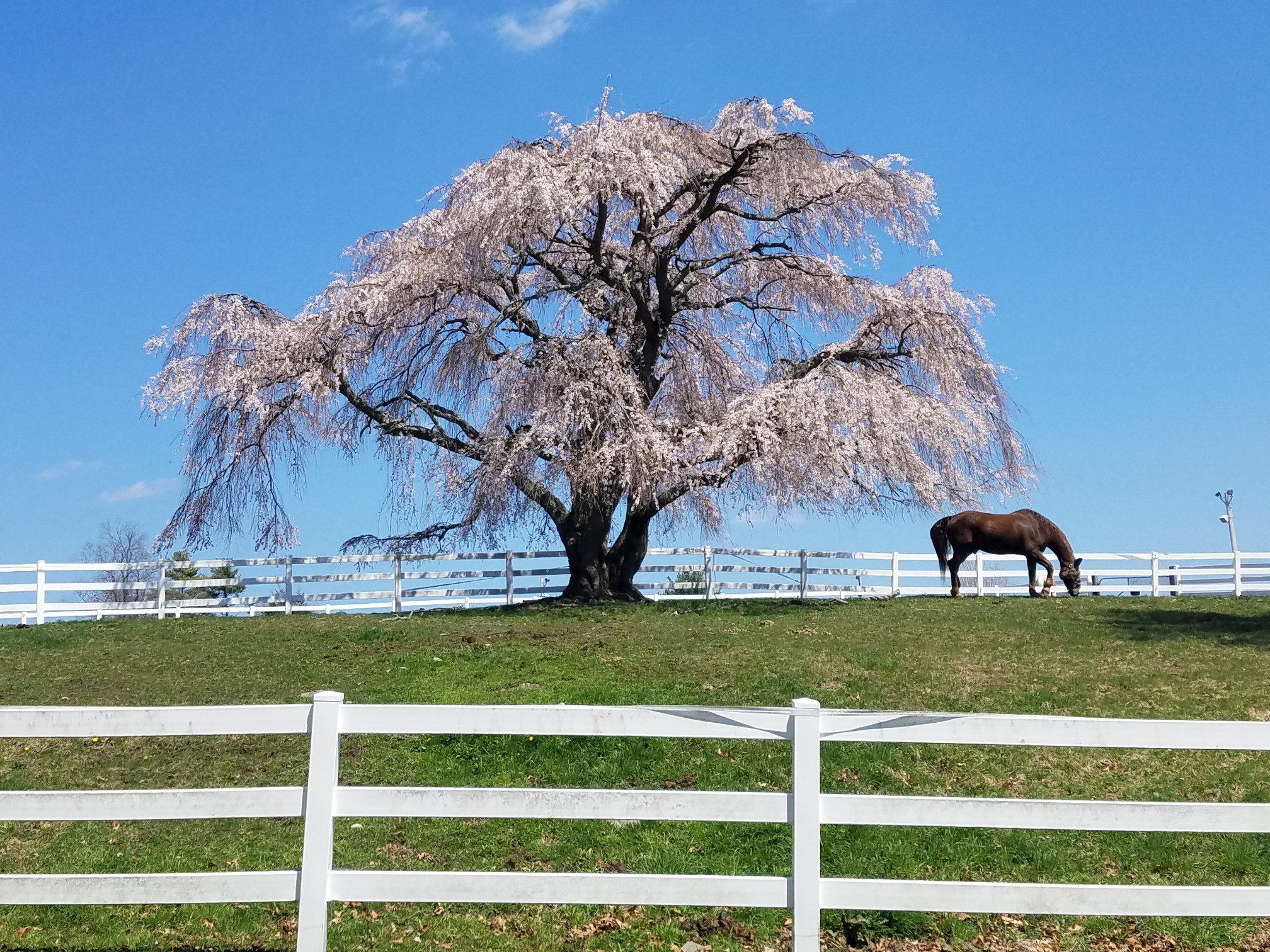 Grass Paddock