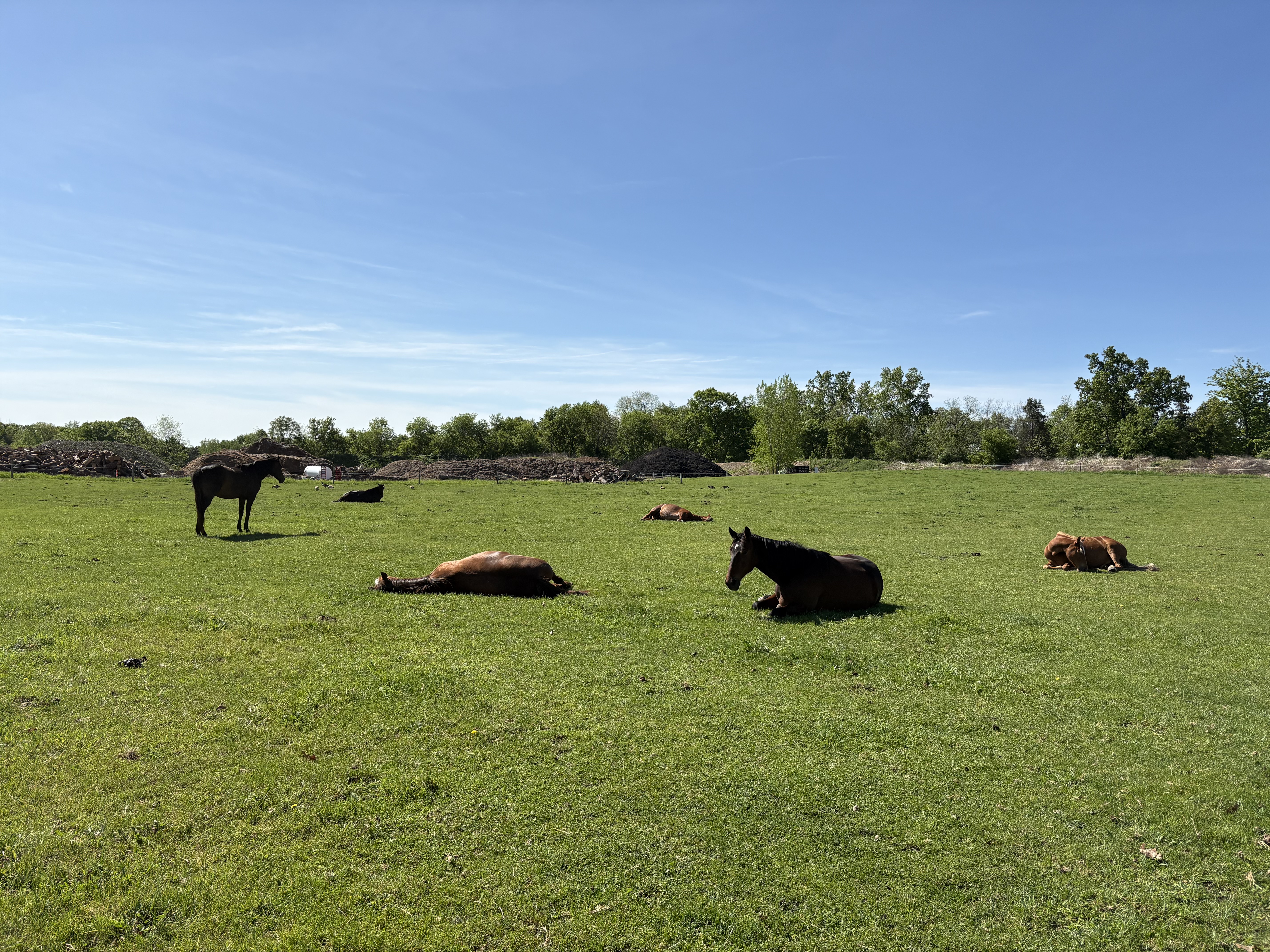 Relaxed horses