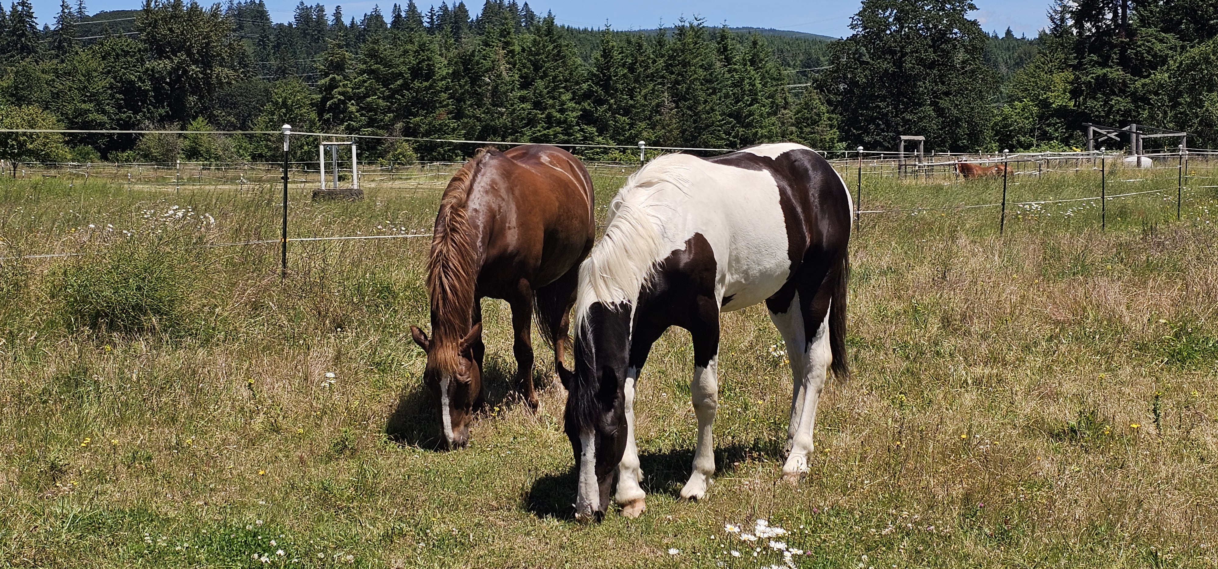 Happy horses