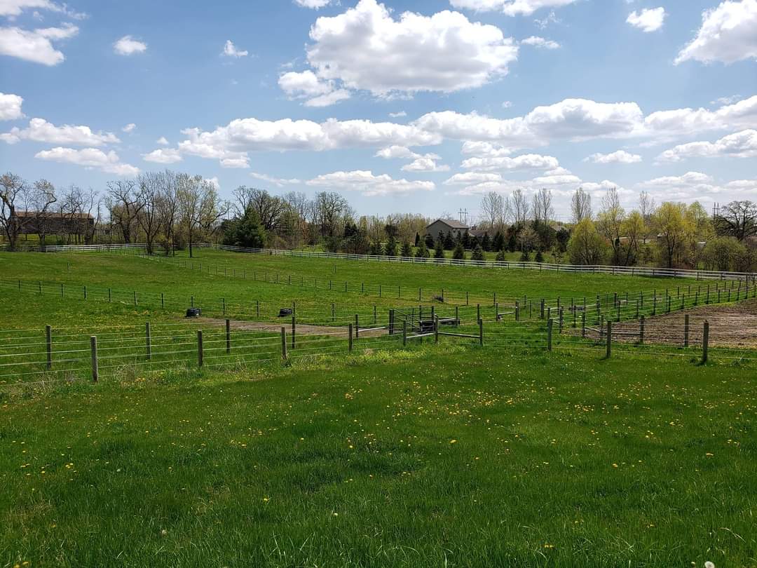 Grass Pastures