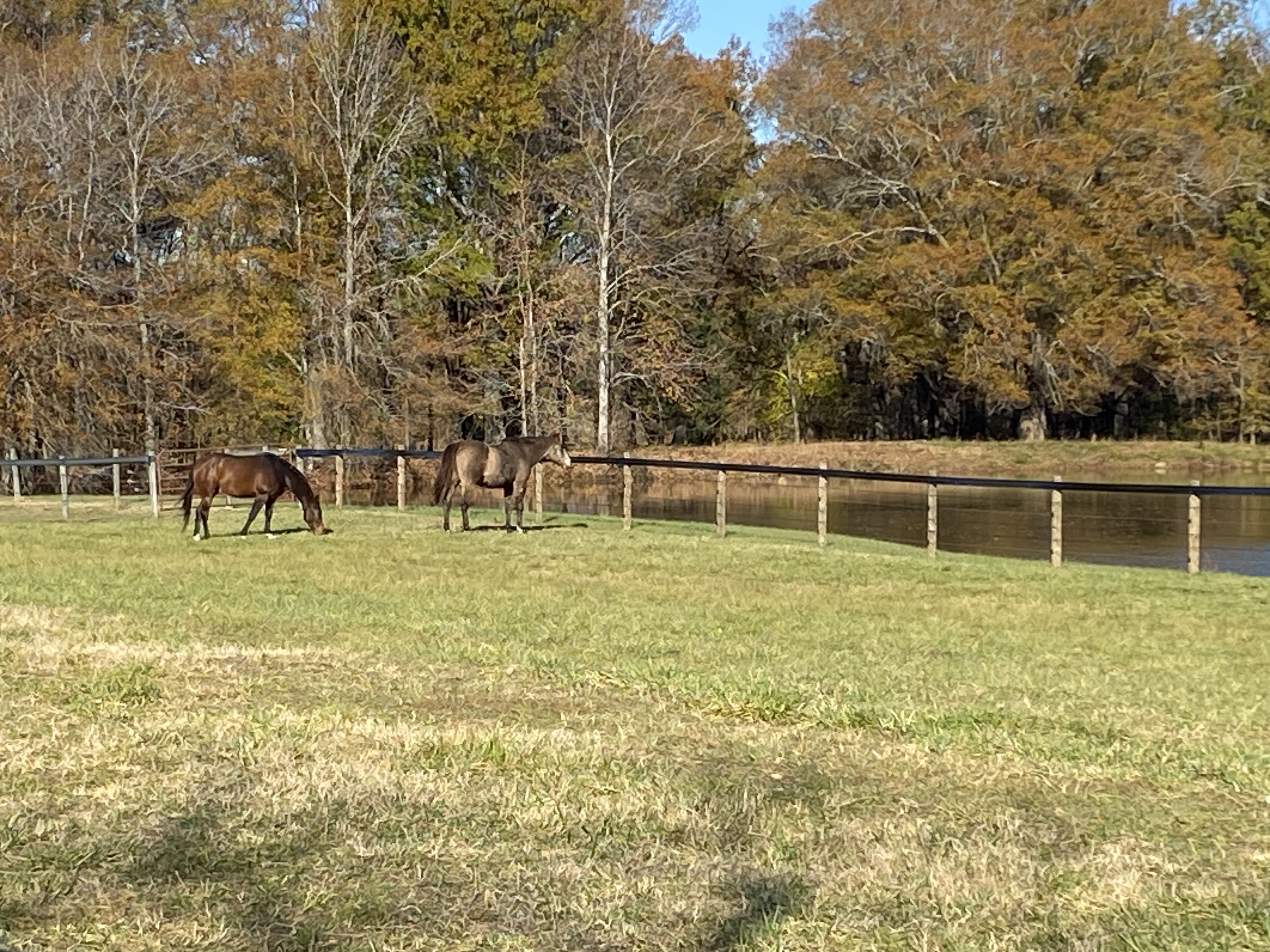 Pasture