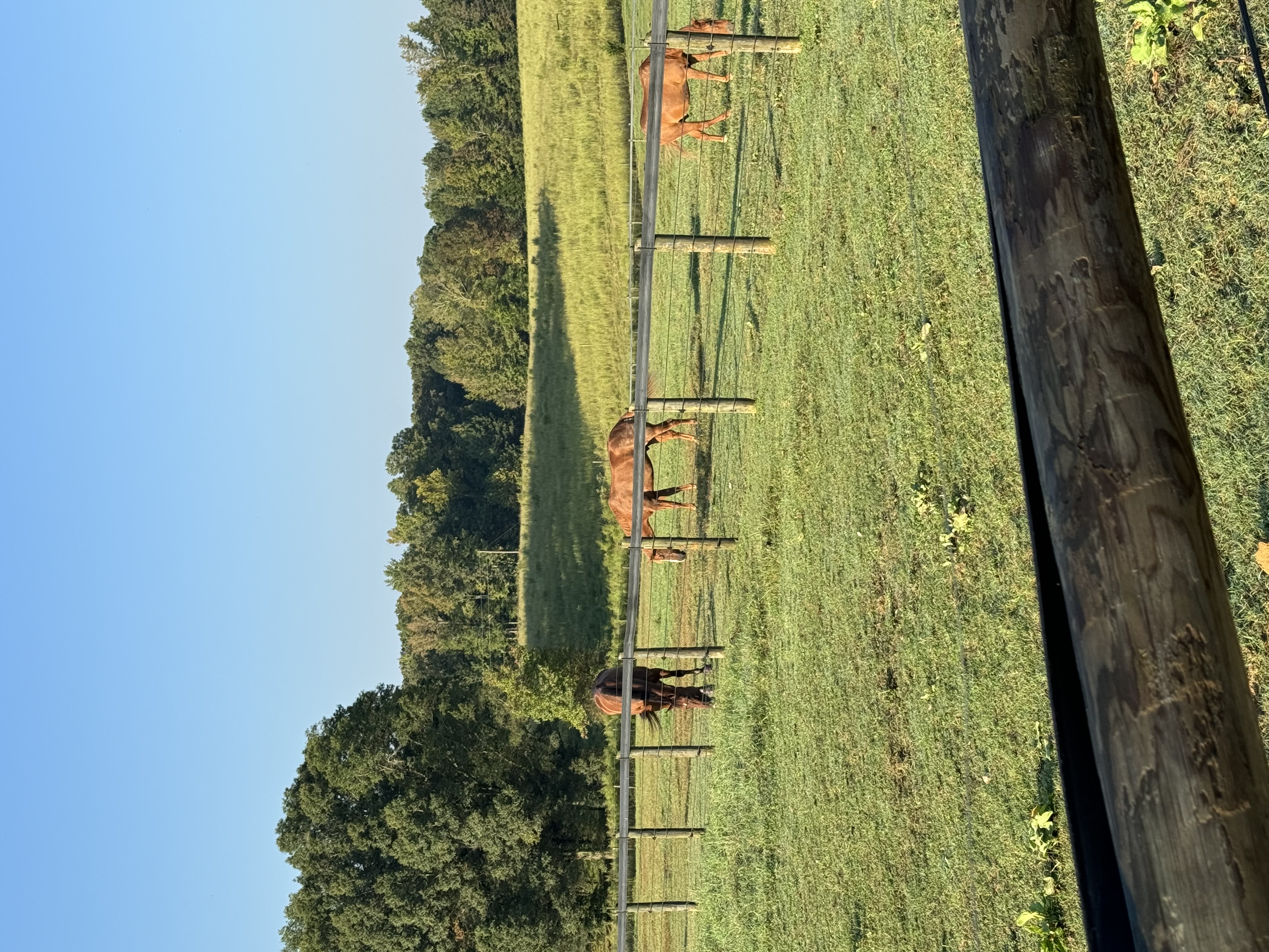 Pasture