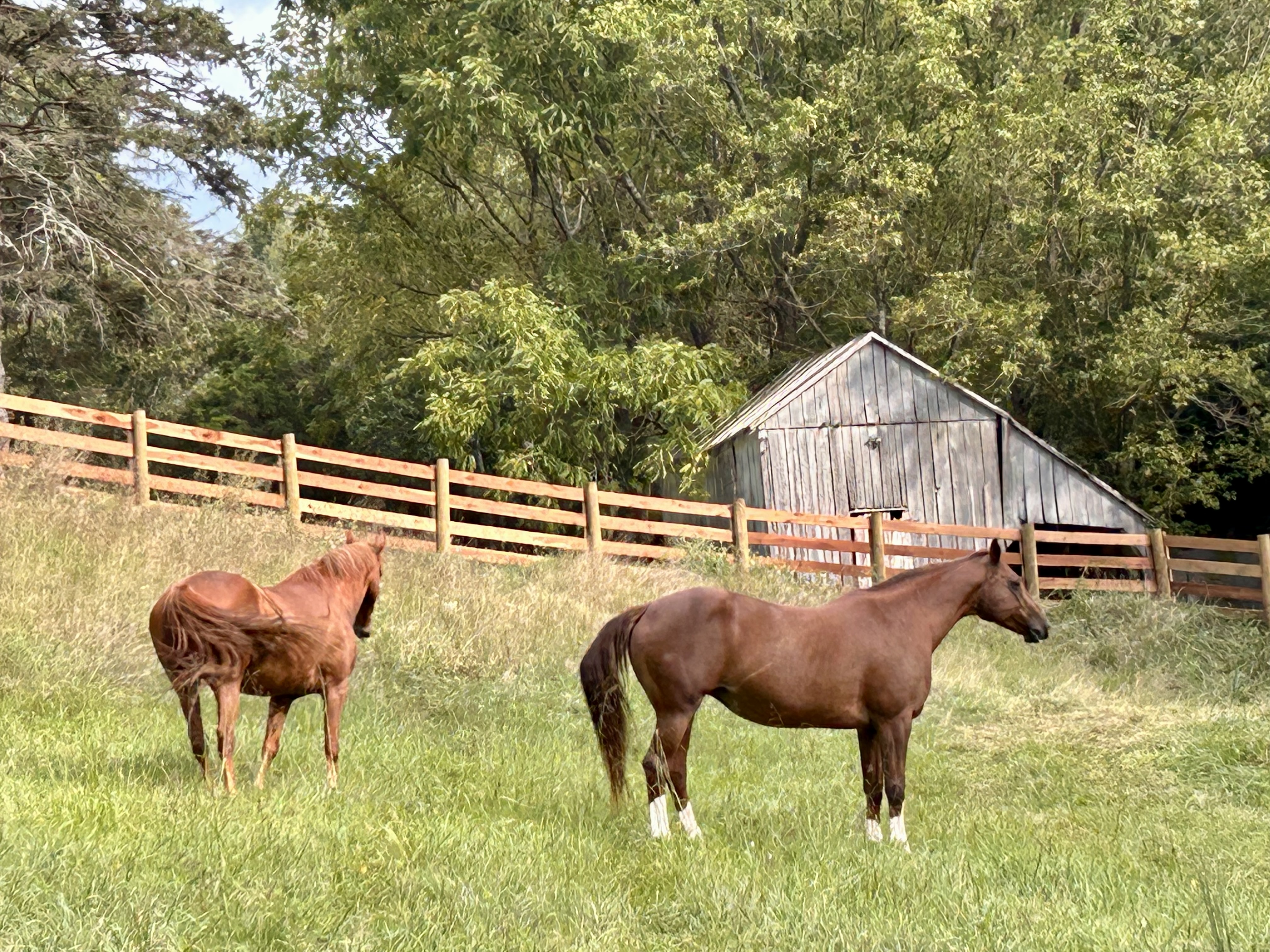 Semi private paddocks