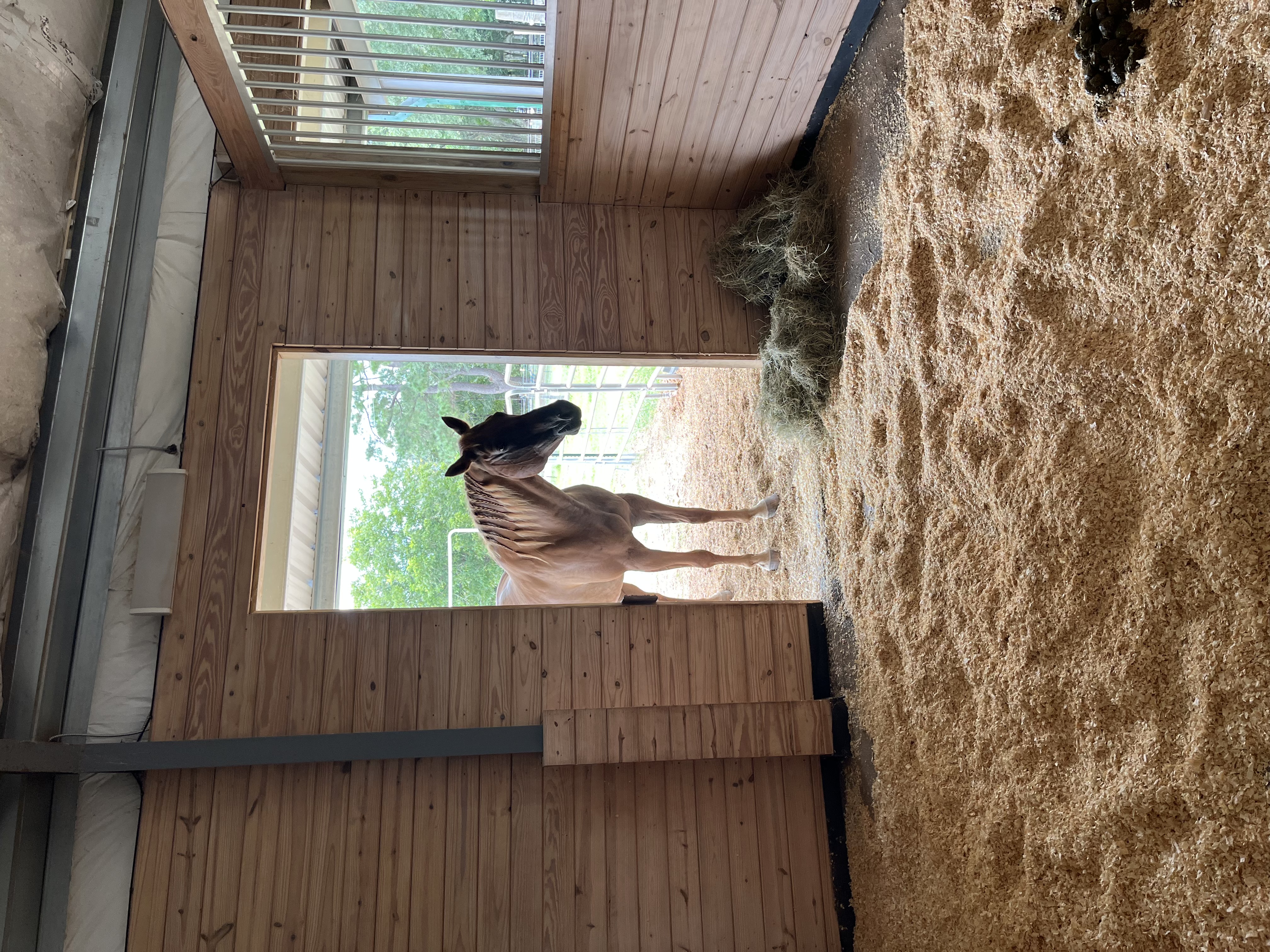 Stall with run