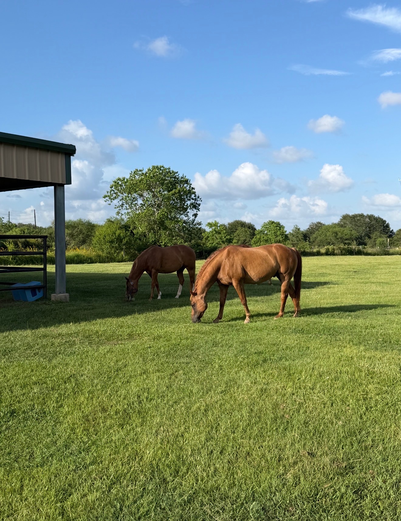 Pasture in July (we water constantly)