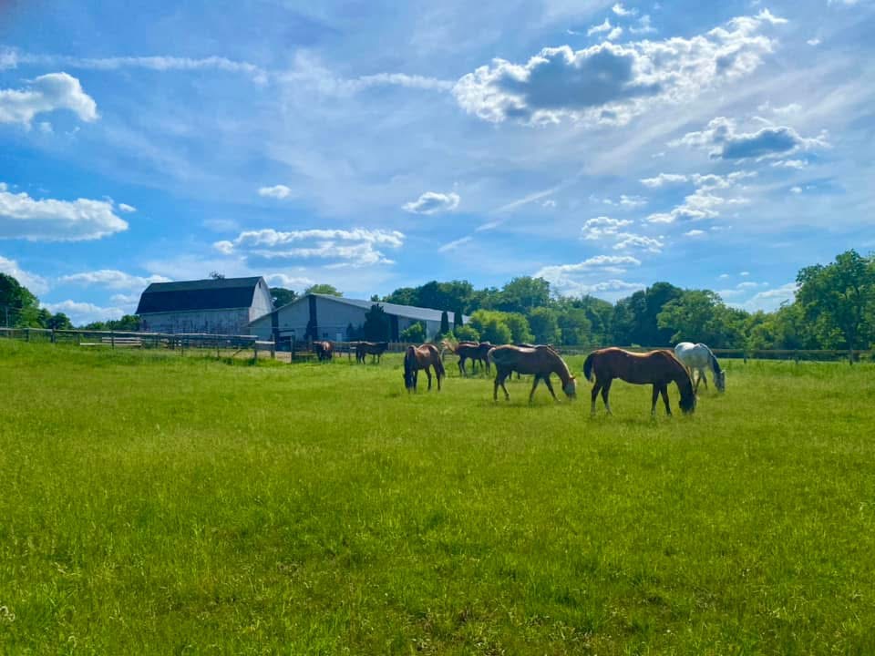Gelding pasture