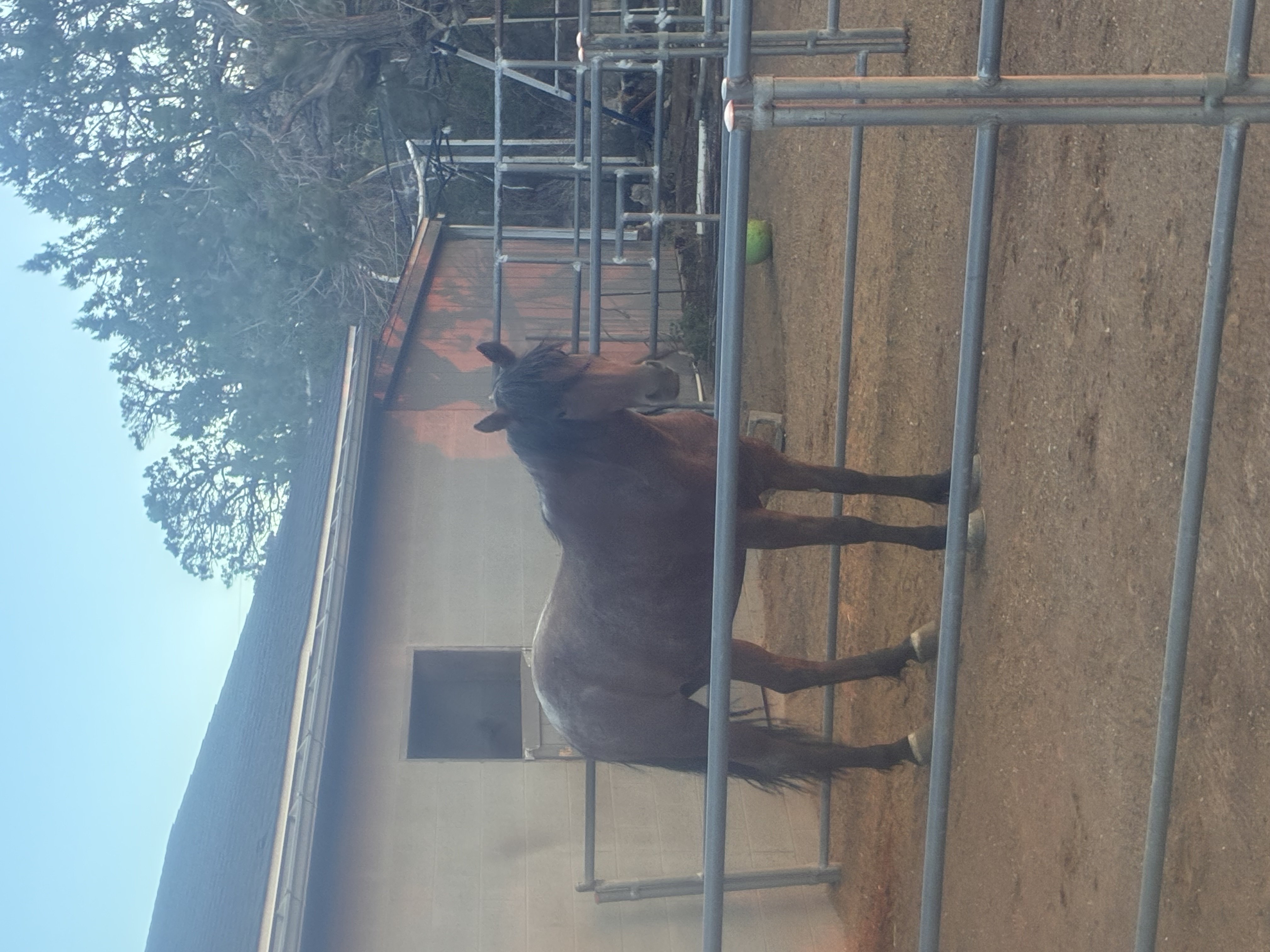 Winona in the outside run of her stall (#2)