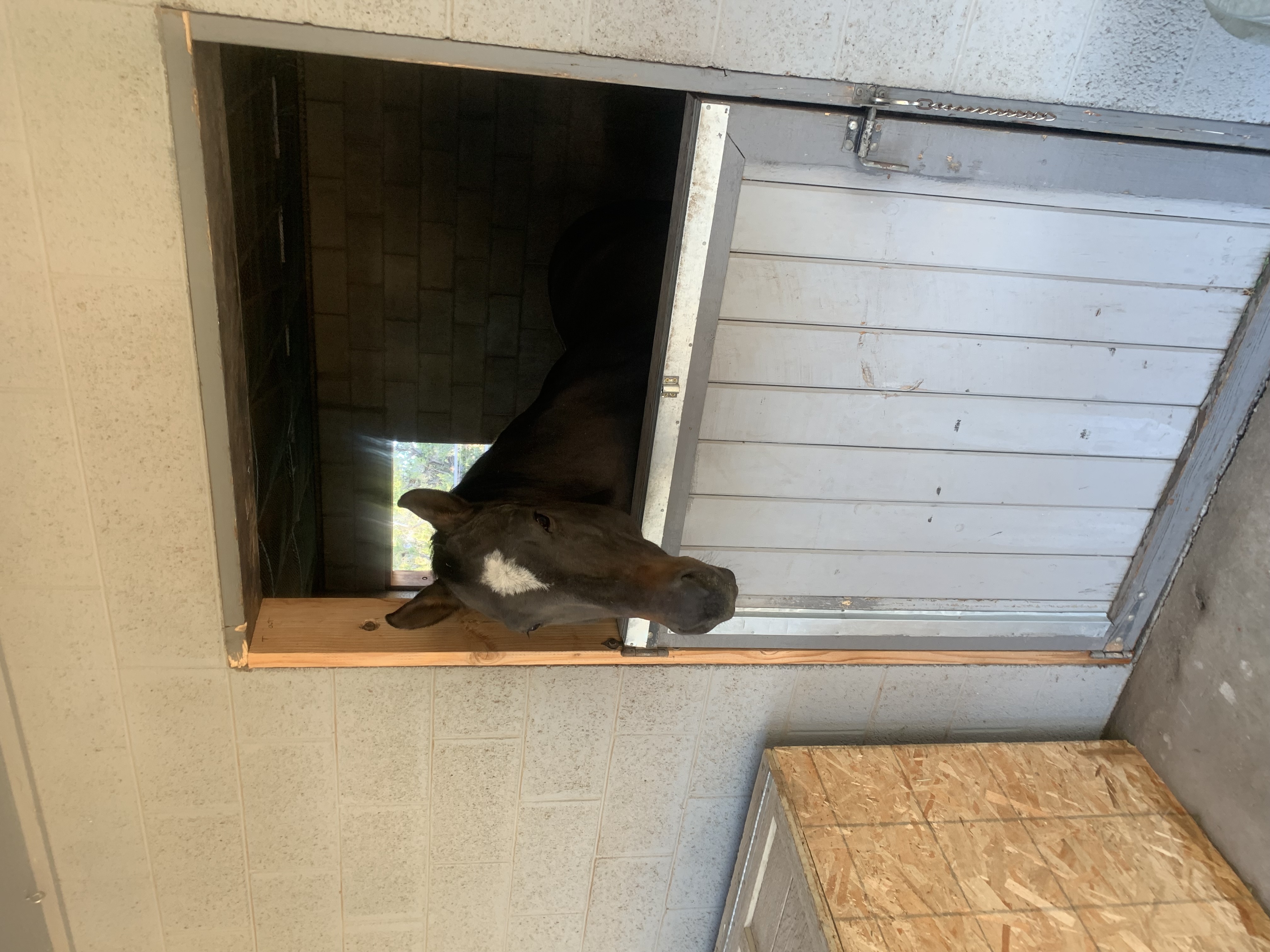 Josie in stall #1