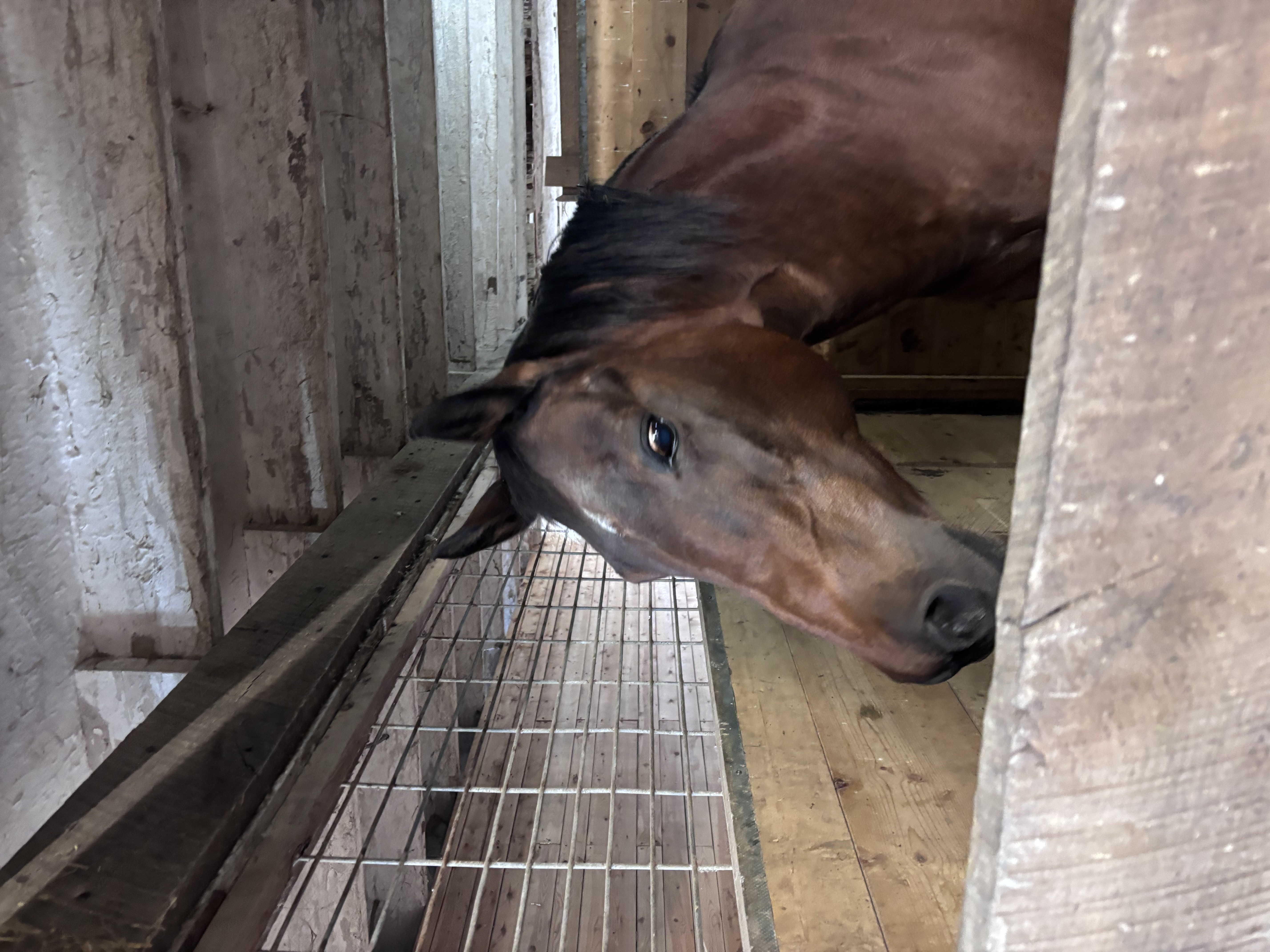 Missy resting after her massage