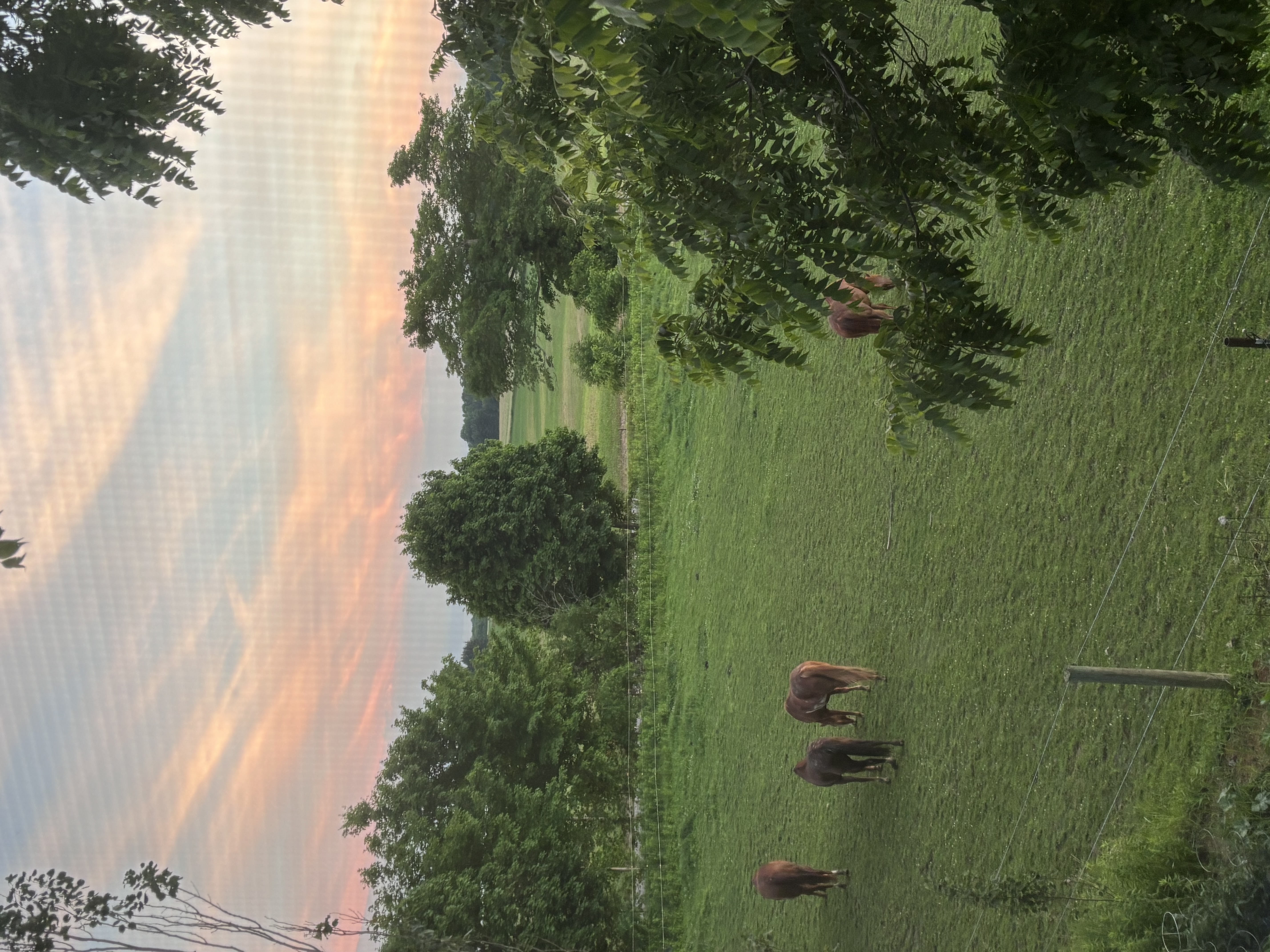 June Sunset