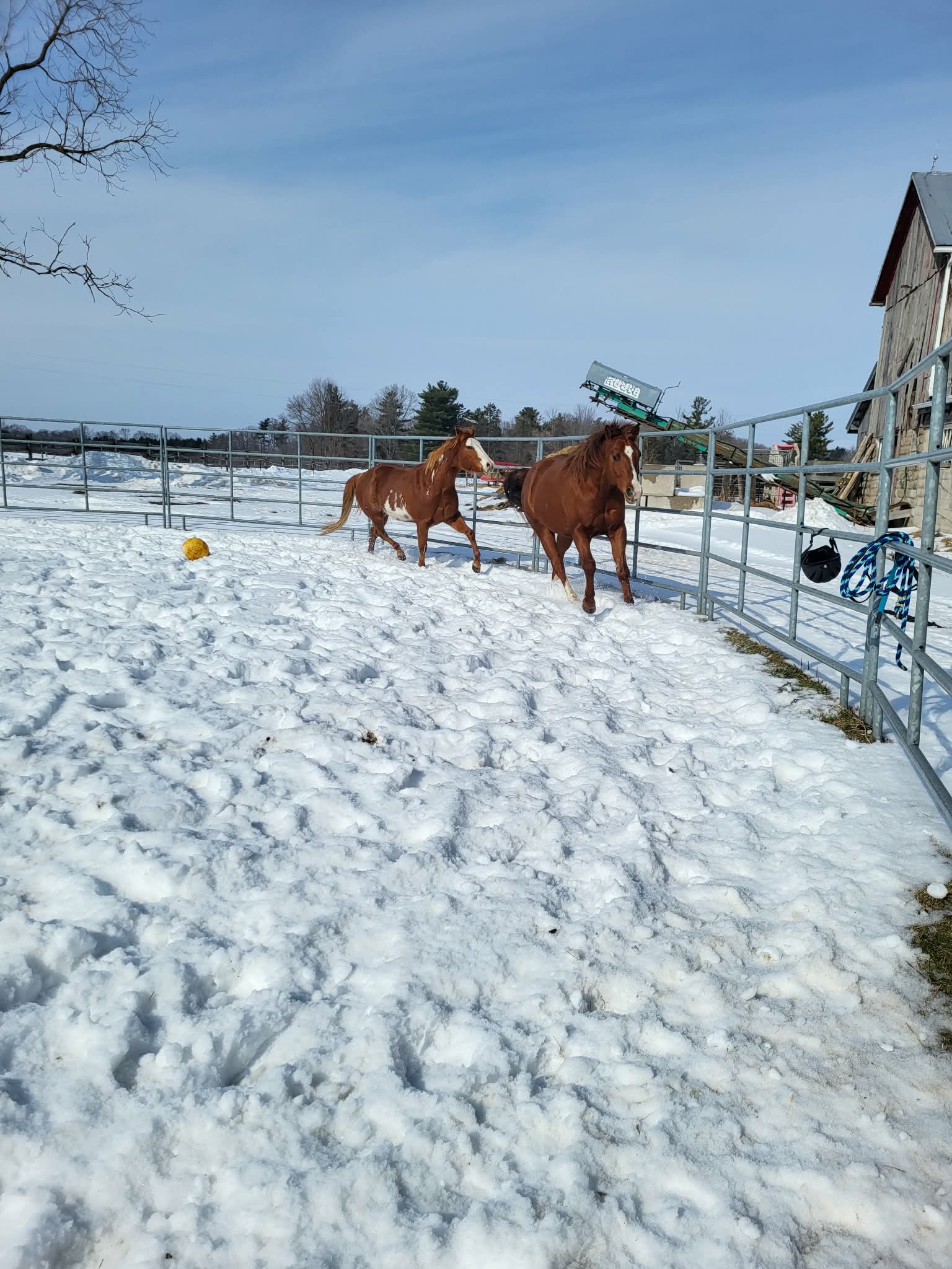 Playtime in the round pen