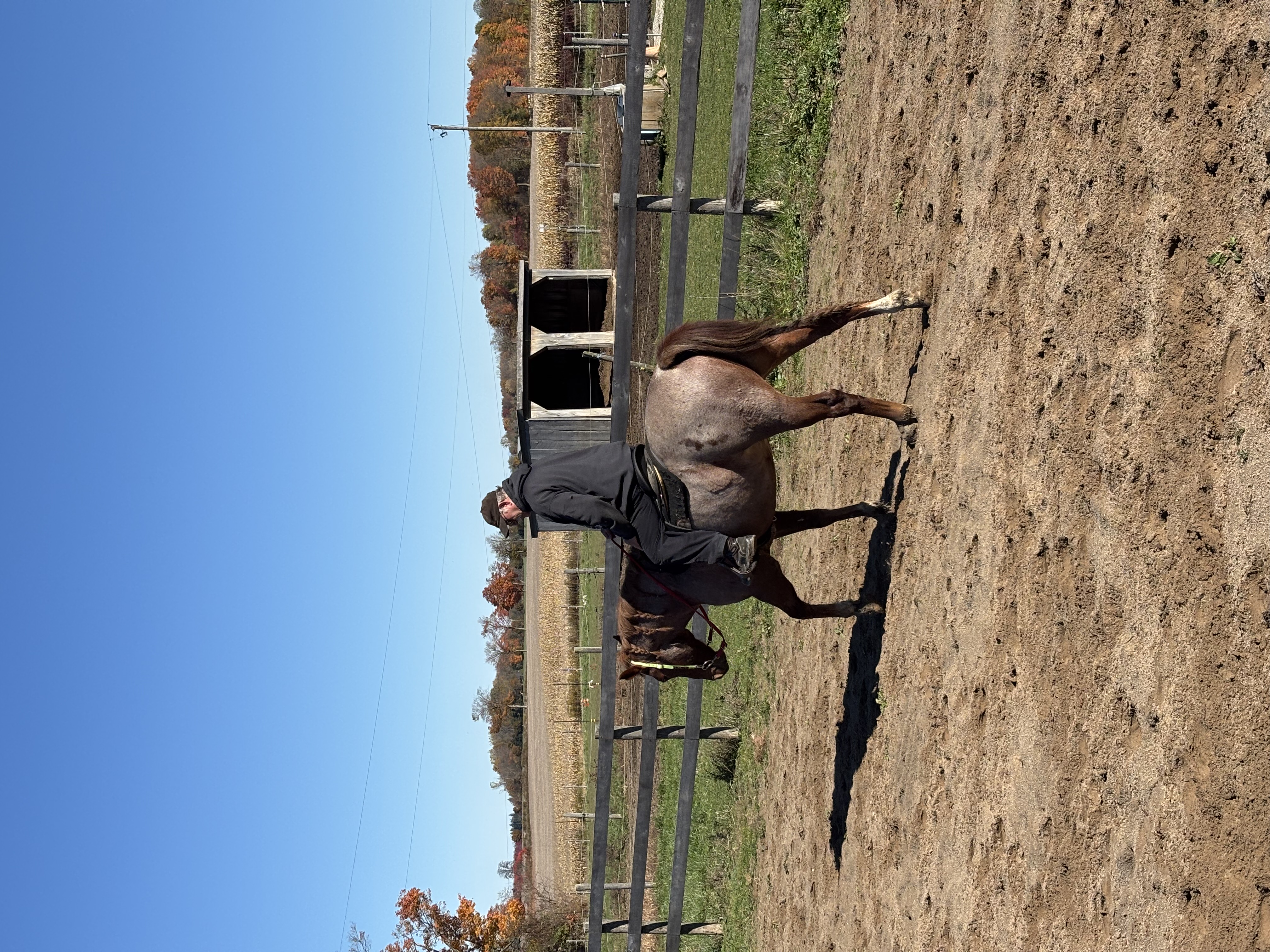 Giddy up dad!