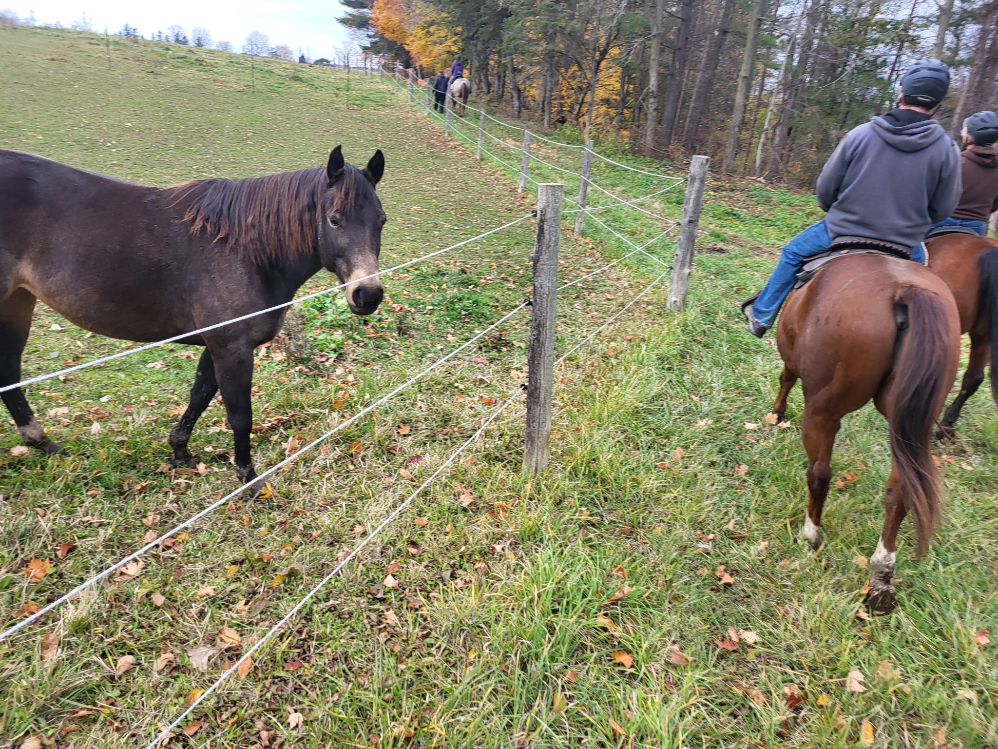 Mocha saying hi as we ride by