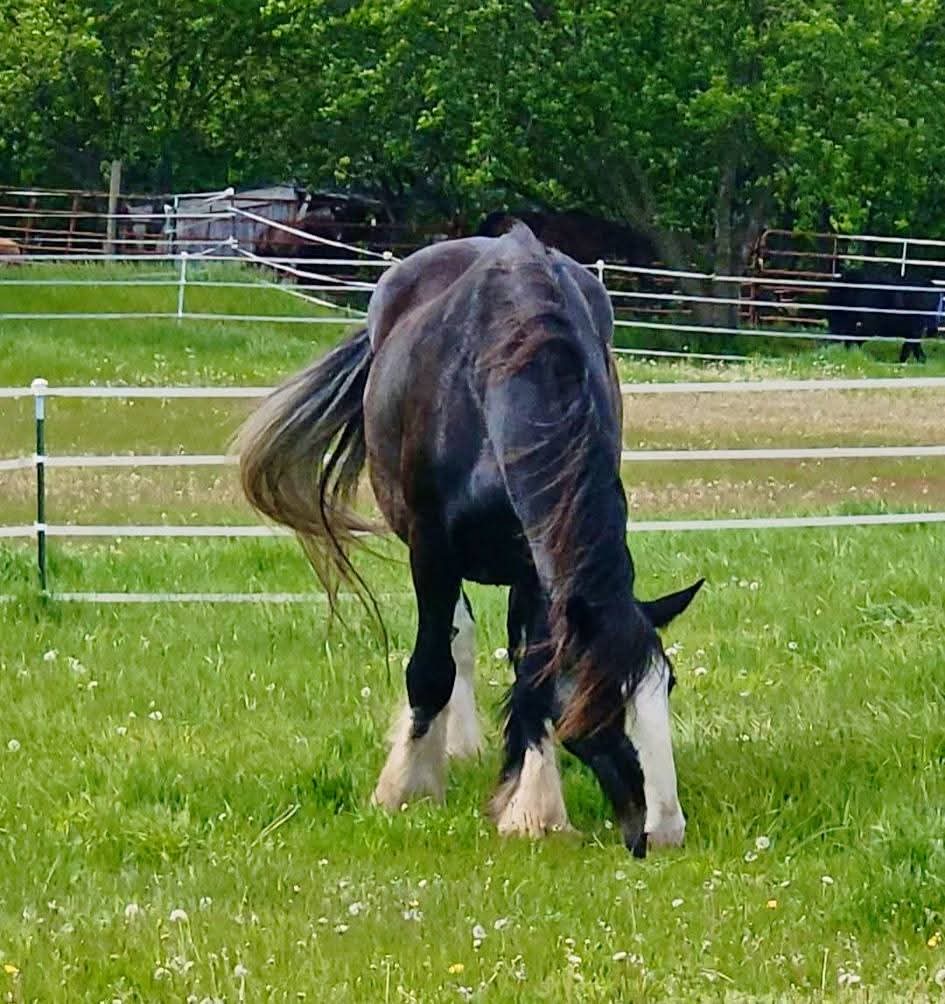 Happy horses