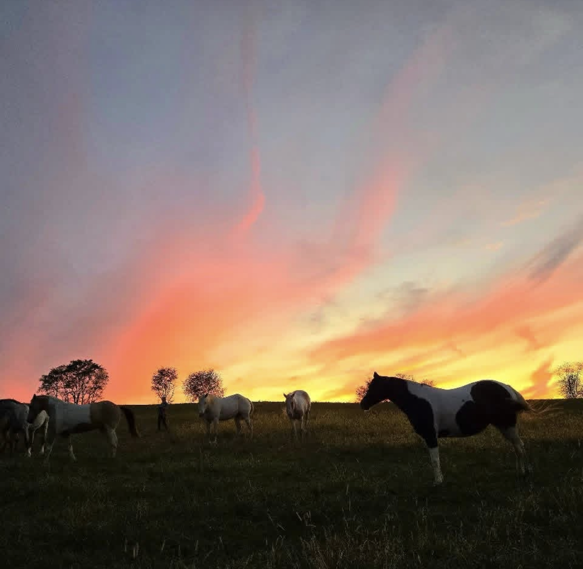 Sunset on the farm