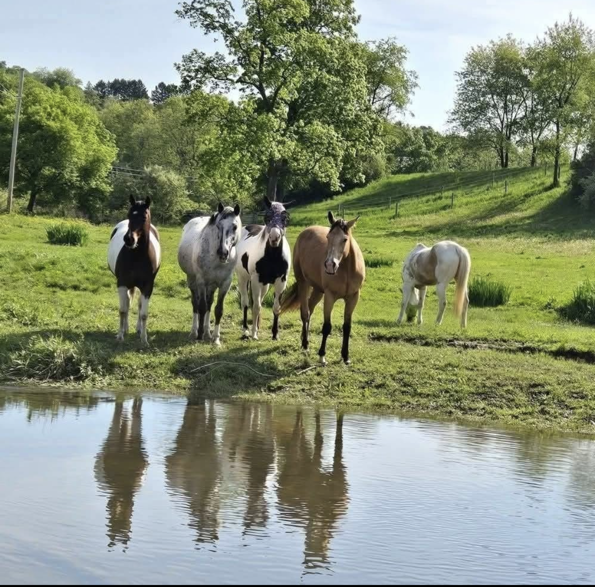 Horses by the creek