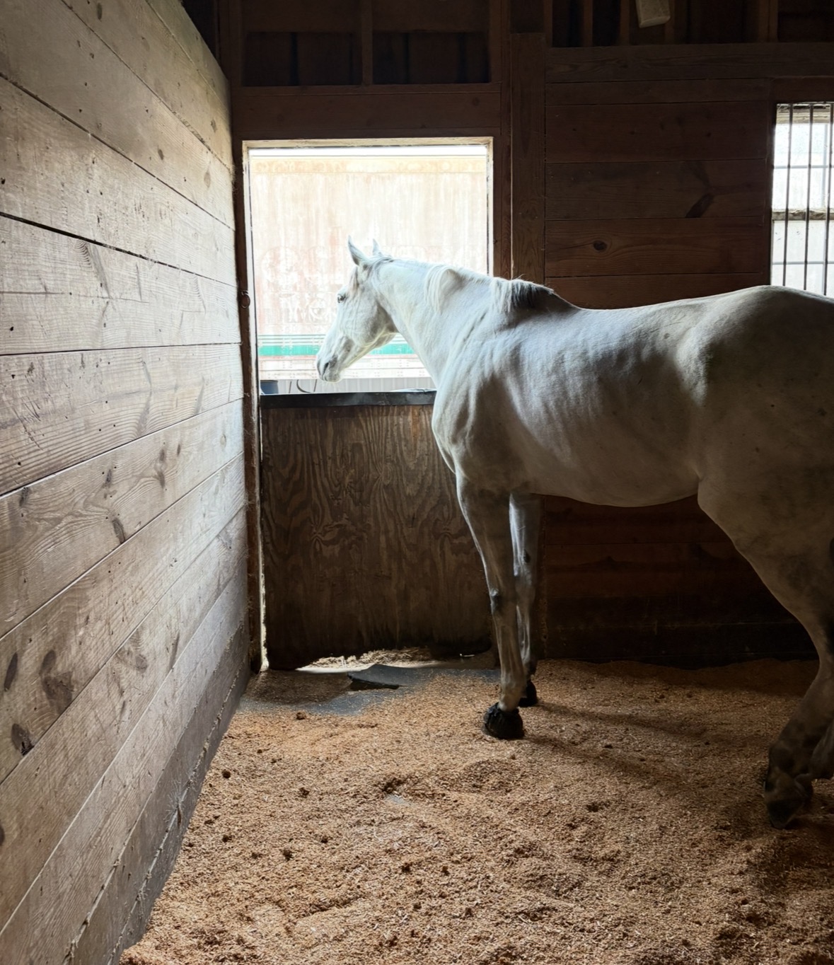 Spacious stalls with a lights, fans, mats, and a view