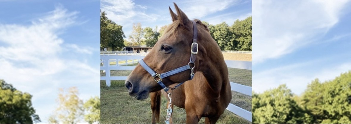 Happy, healthy horses