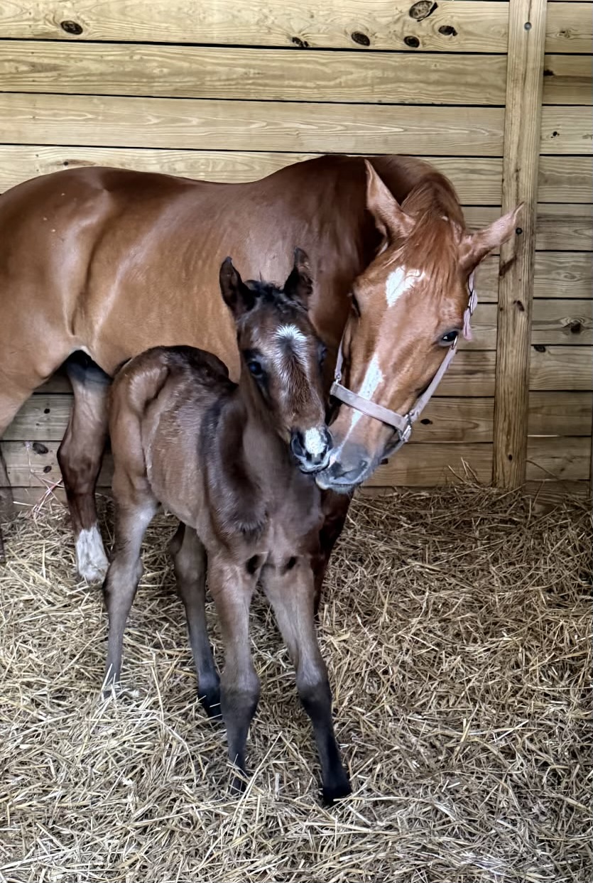 Breeding, foaling, mare & foal care