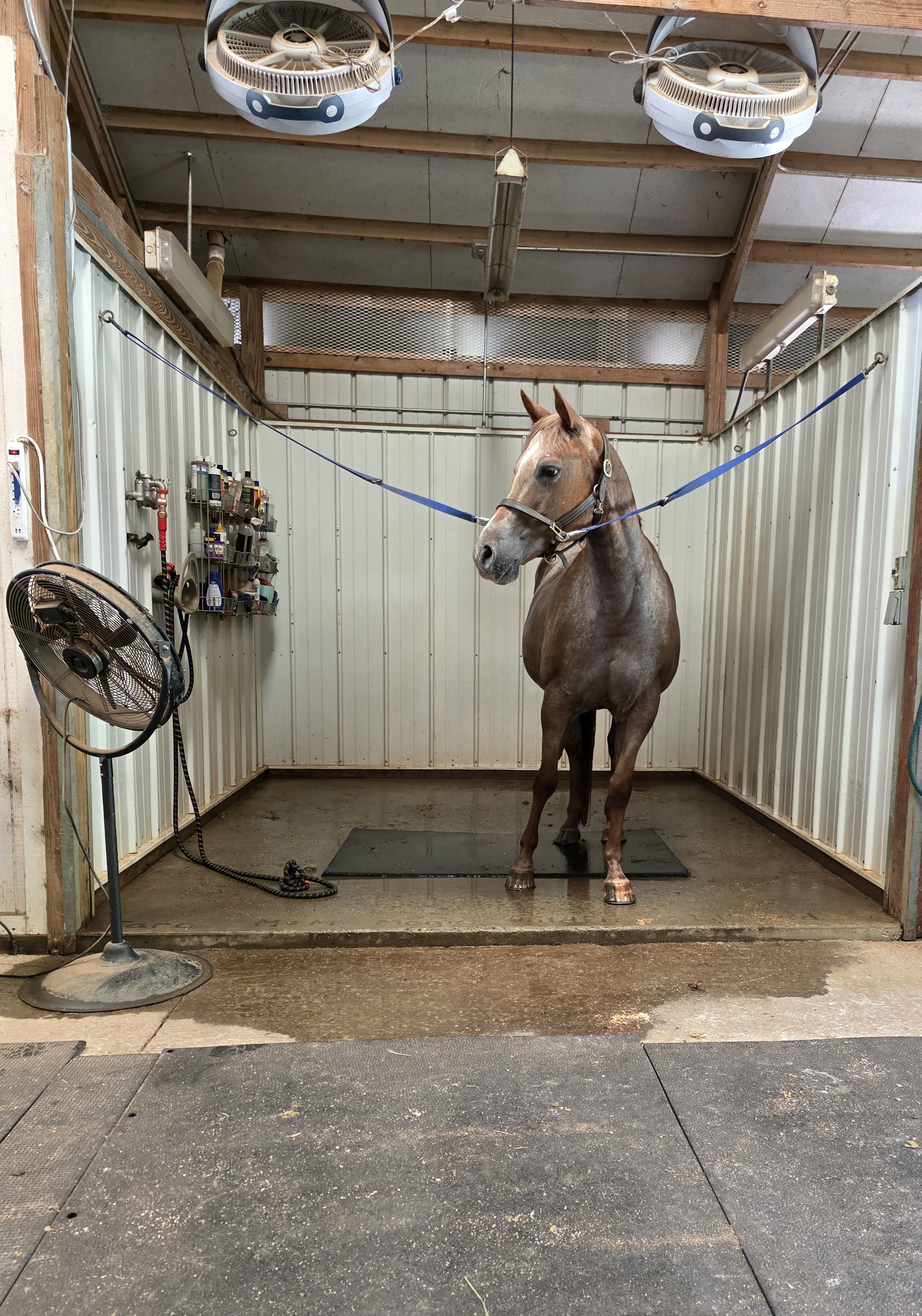 Indoor Wash Rack w/hot and cold water, fans, heat lamp, and plenty of storage space
