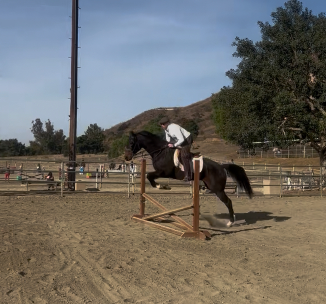 Schooling my young horse 🐎