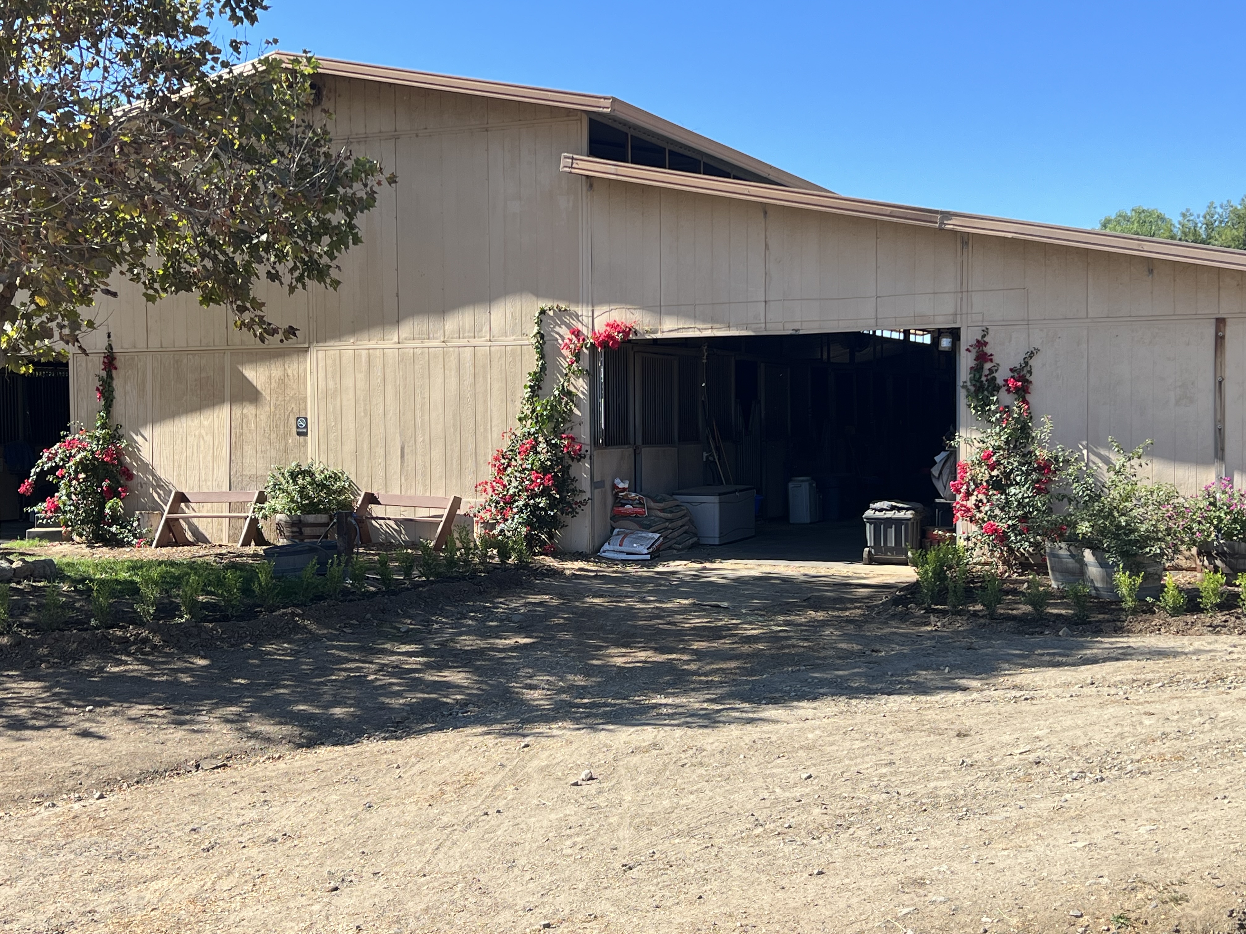 Our bougainvilleas are starting grow eventually they will form an arch into the barn