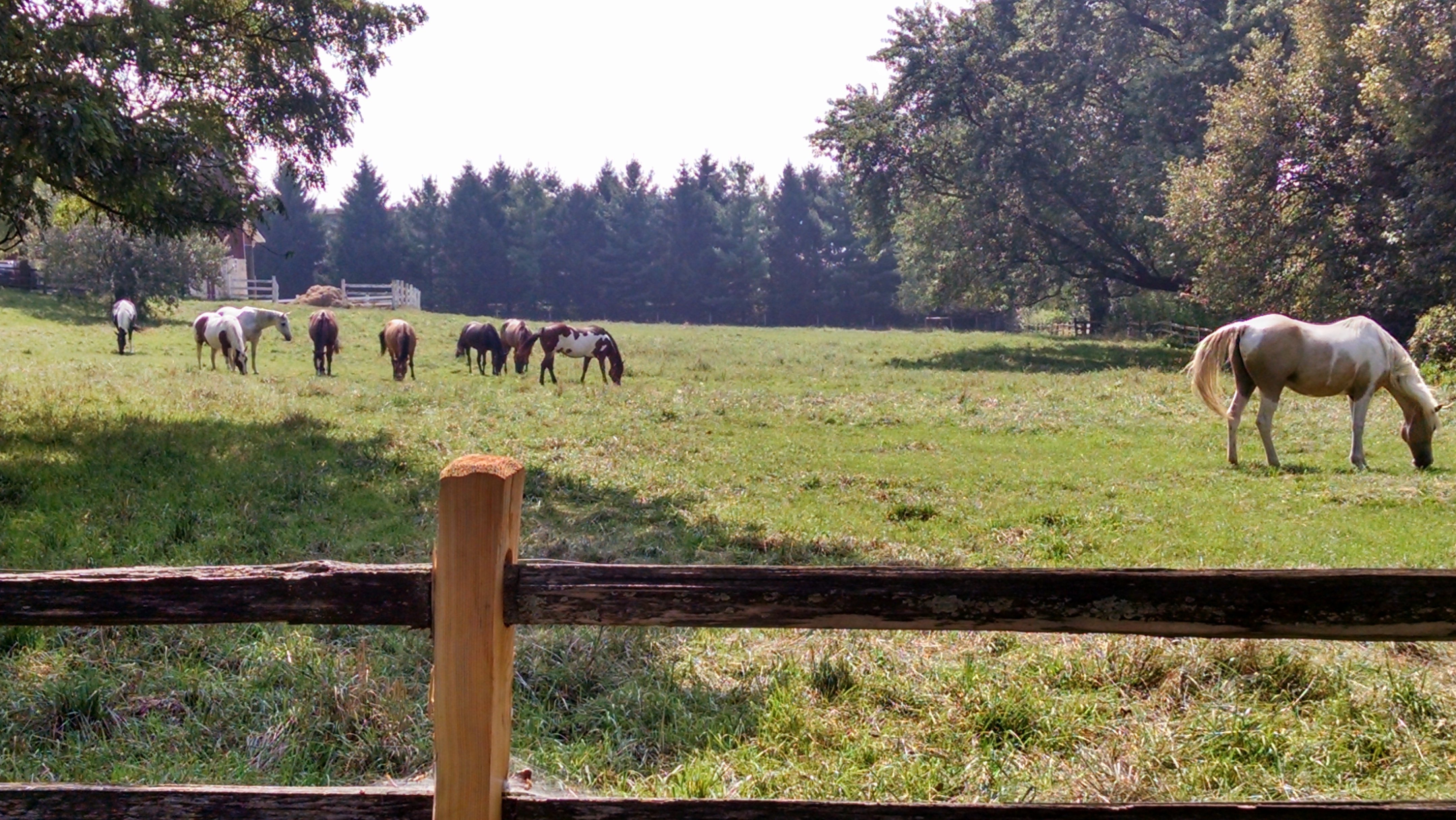 Pastures - this is pasture number 1