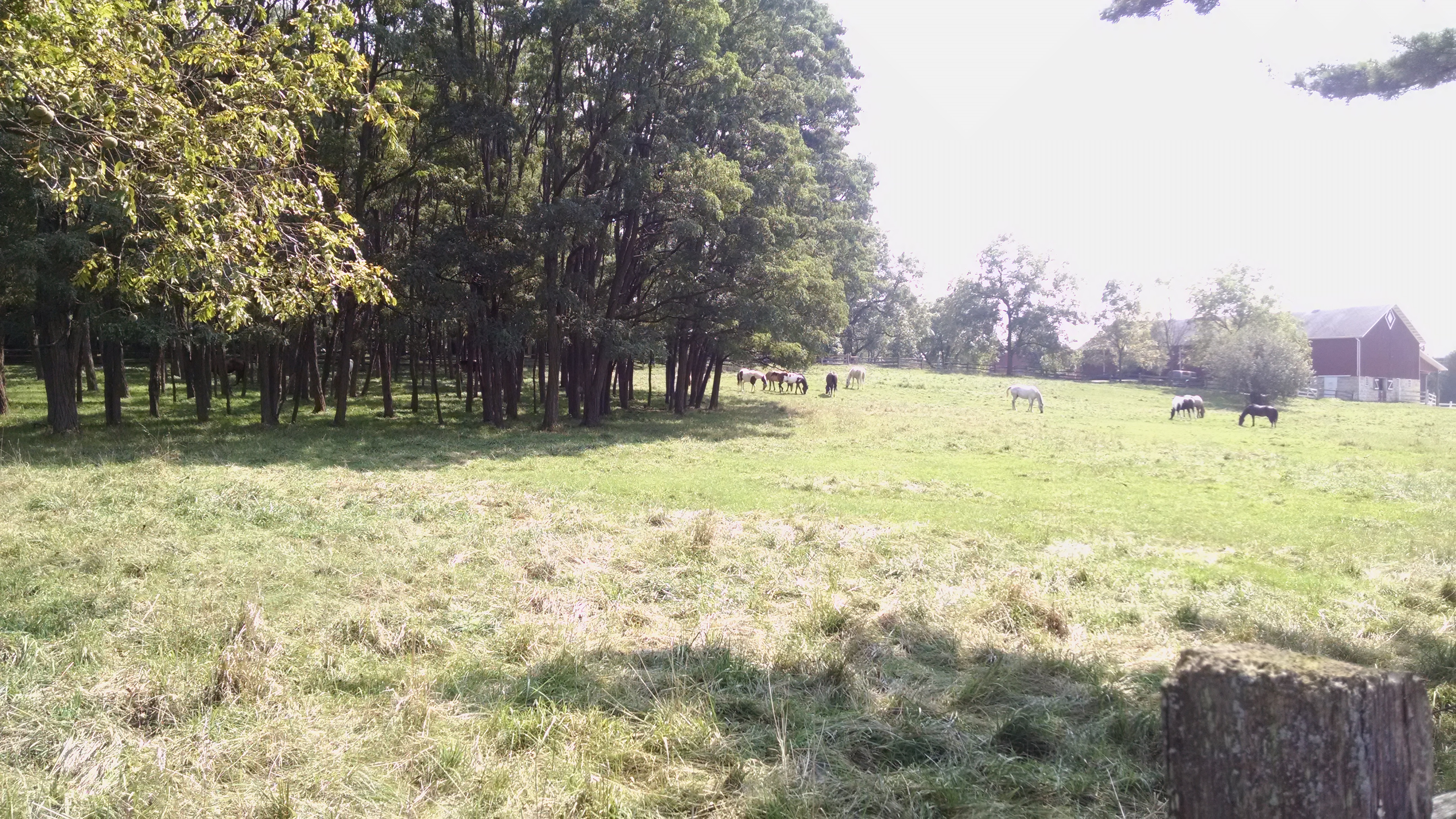 Plenty of Pasture