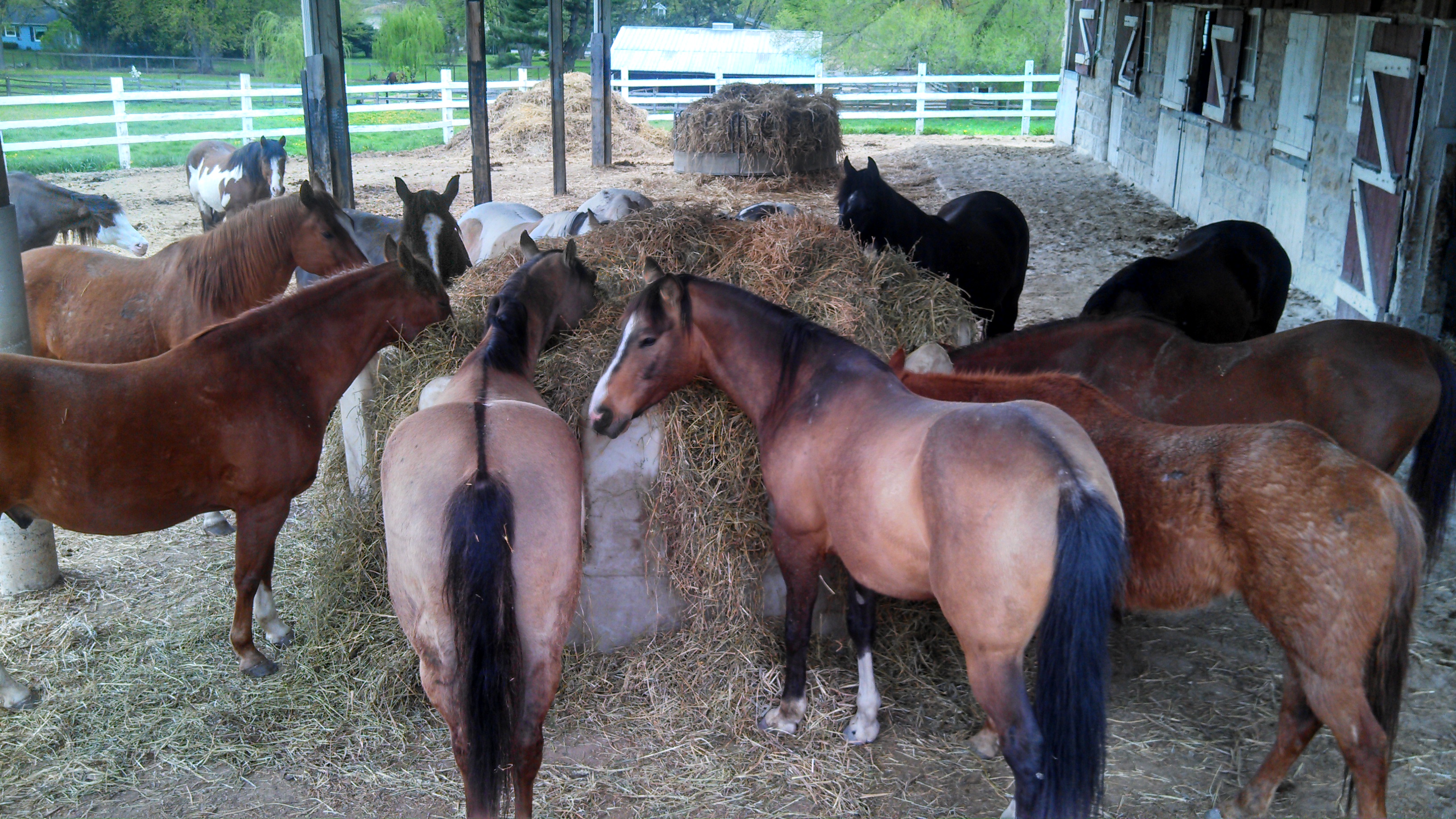 Come get it...24-7-365 hay even when pastures are open