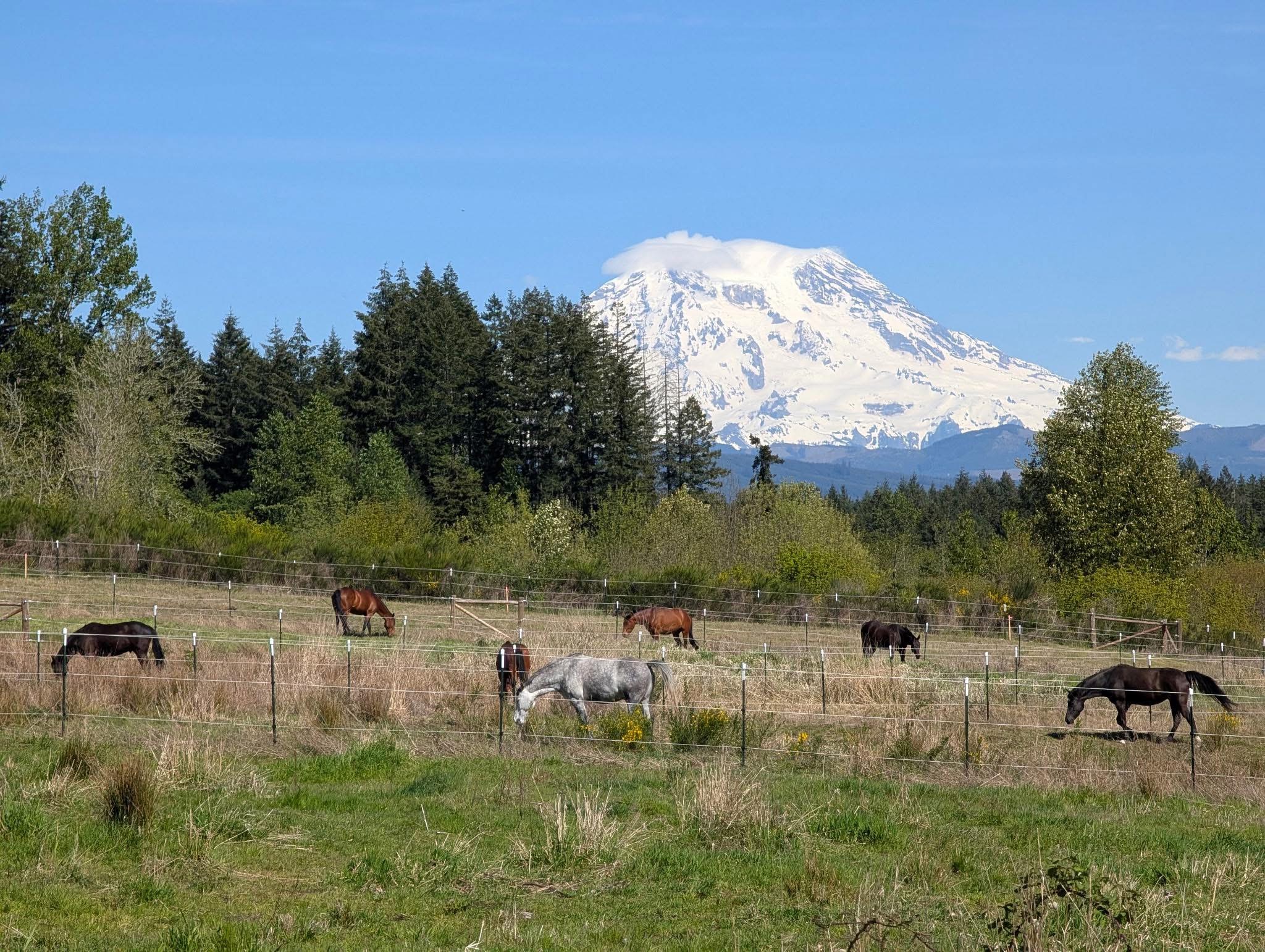 Pasture 2
