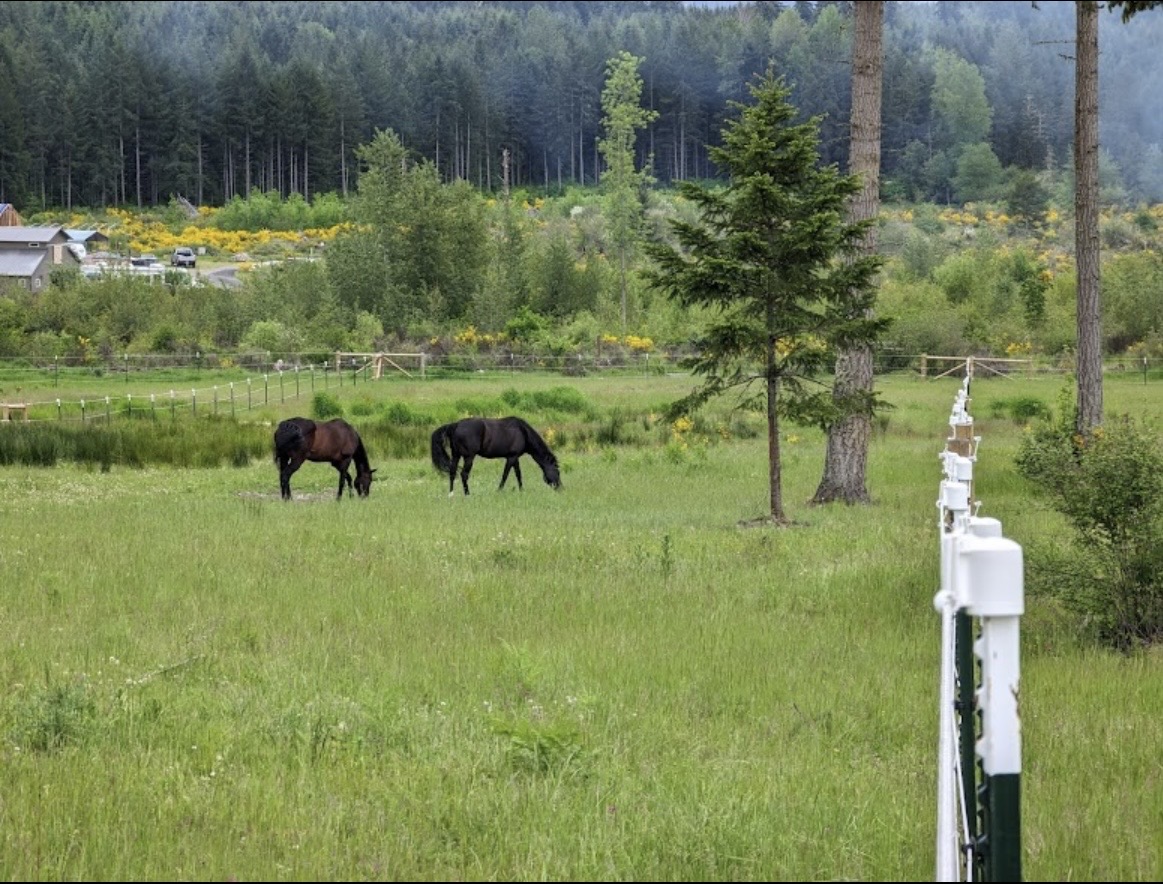 Pasture 6