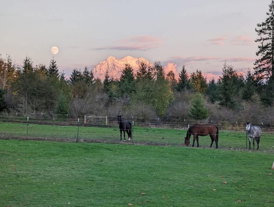 Pasture 4