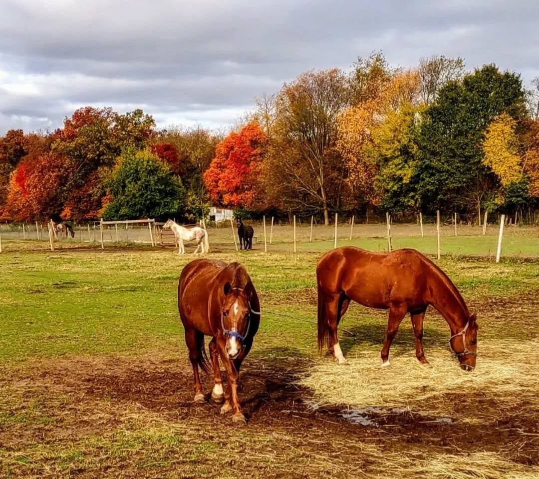 Pastures