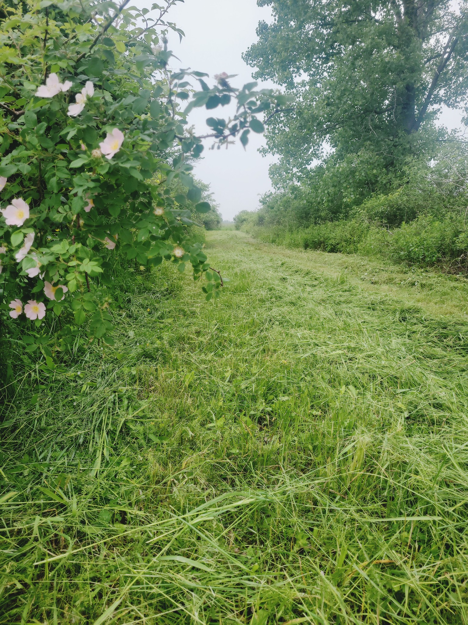 Trail