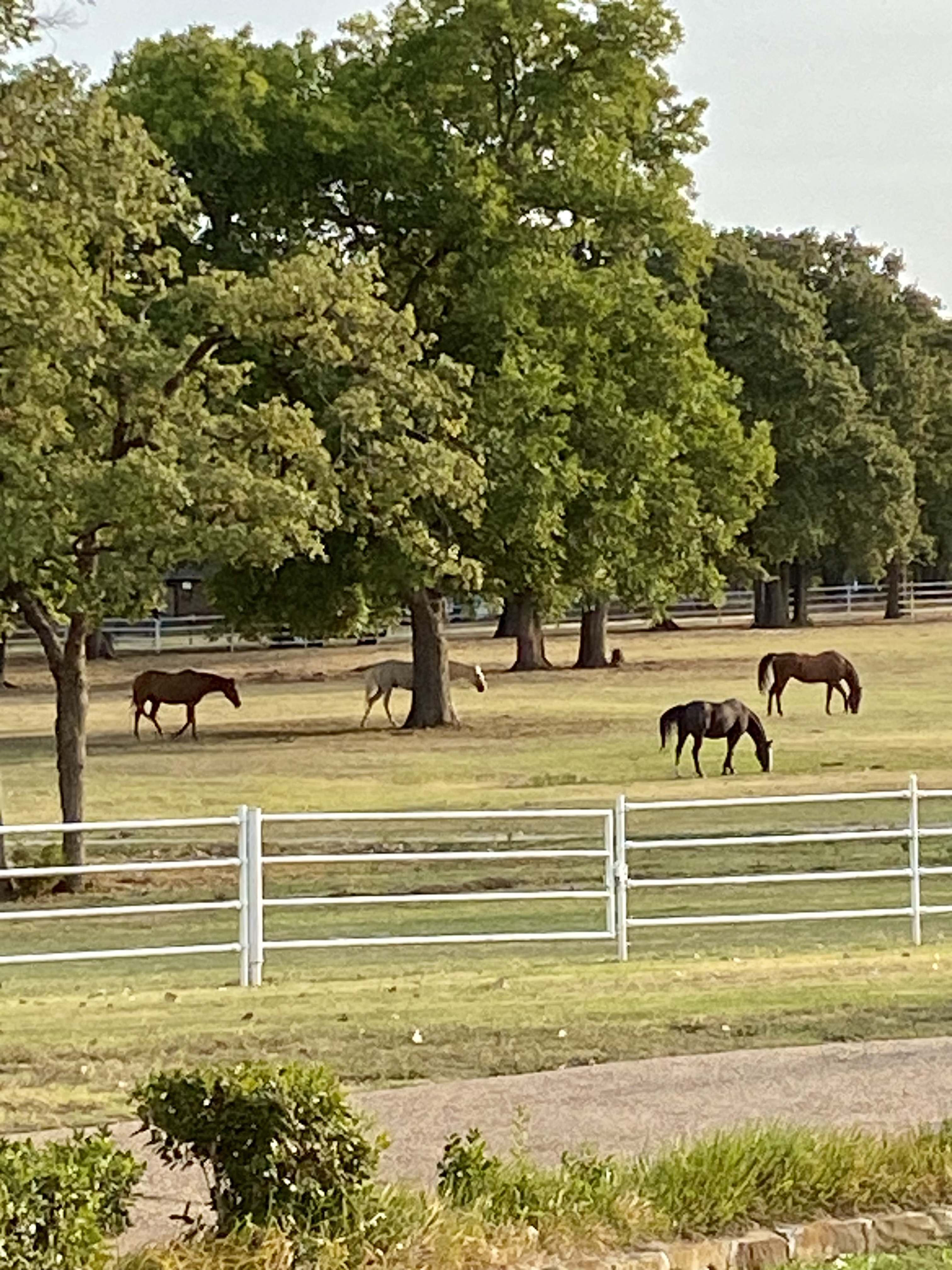 Front pasture