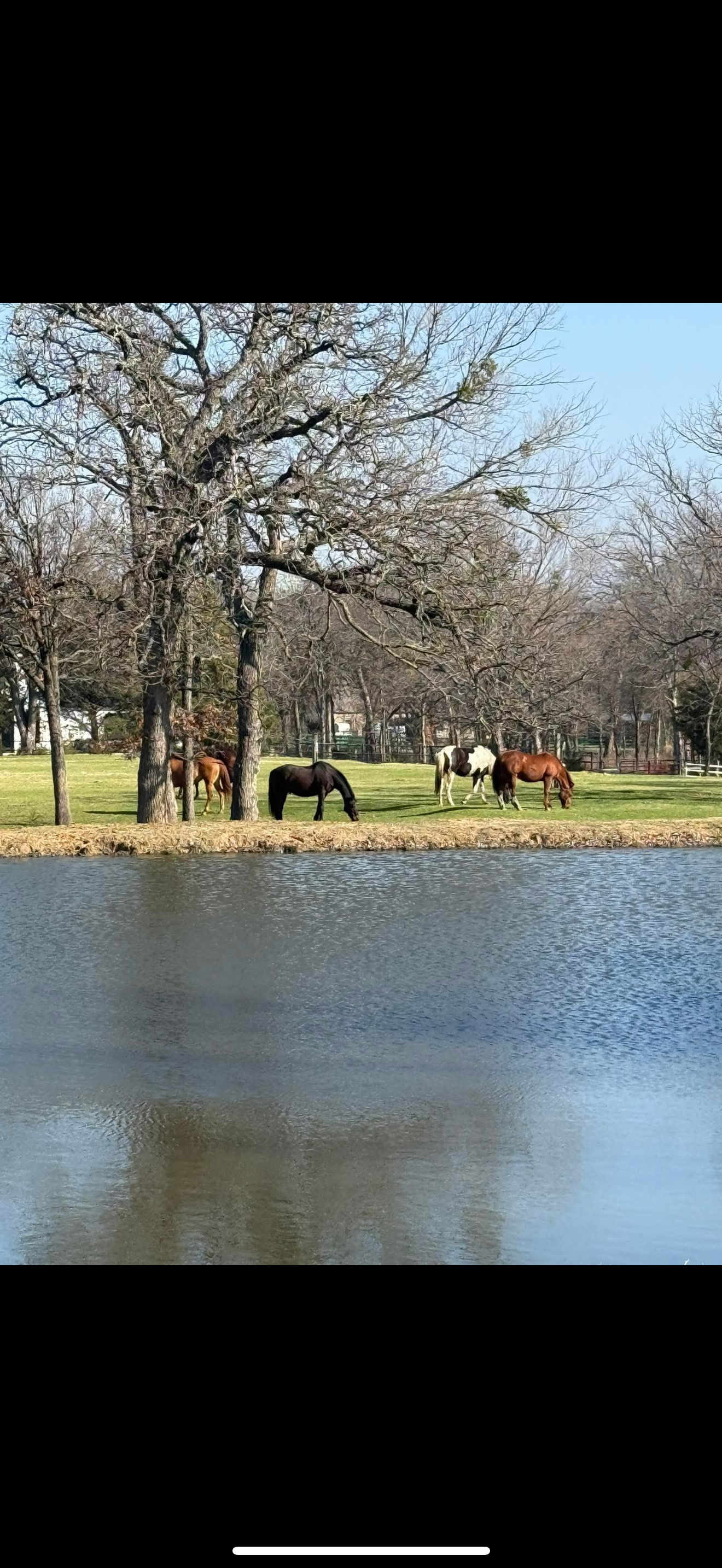 Back pond & pasture