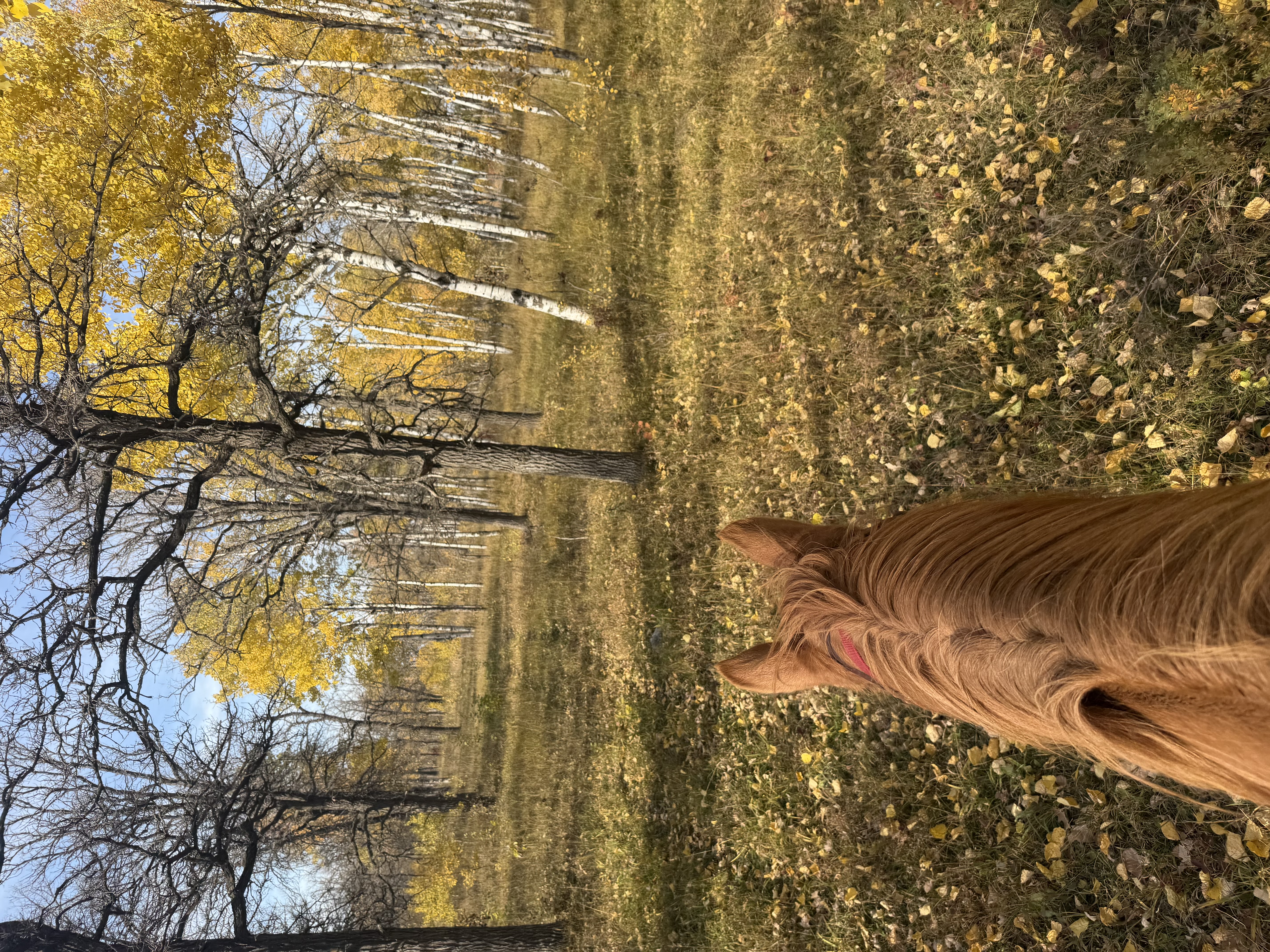 Trails