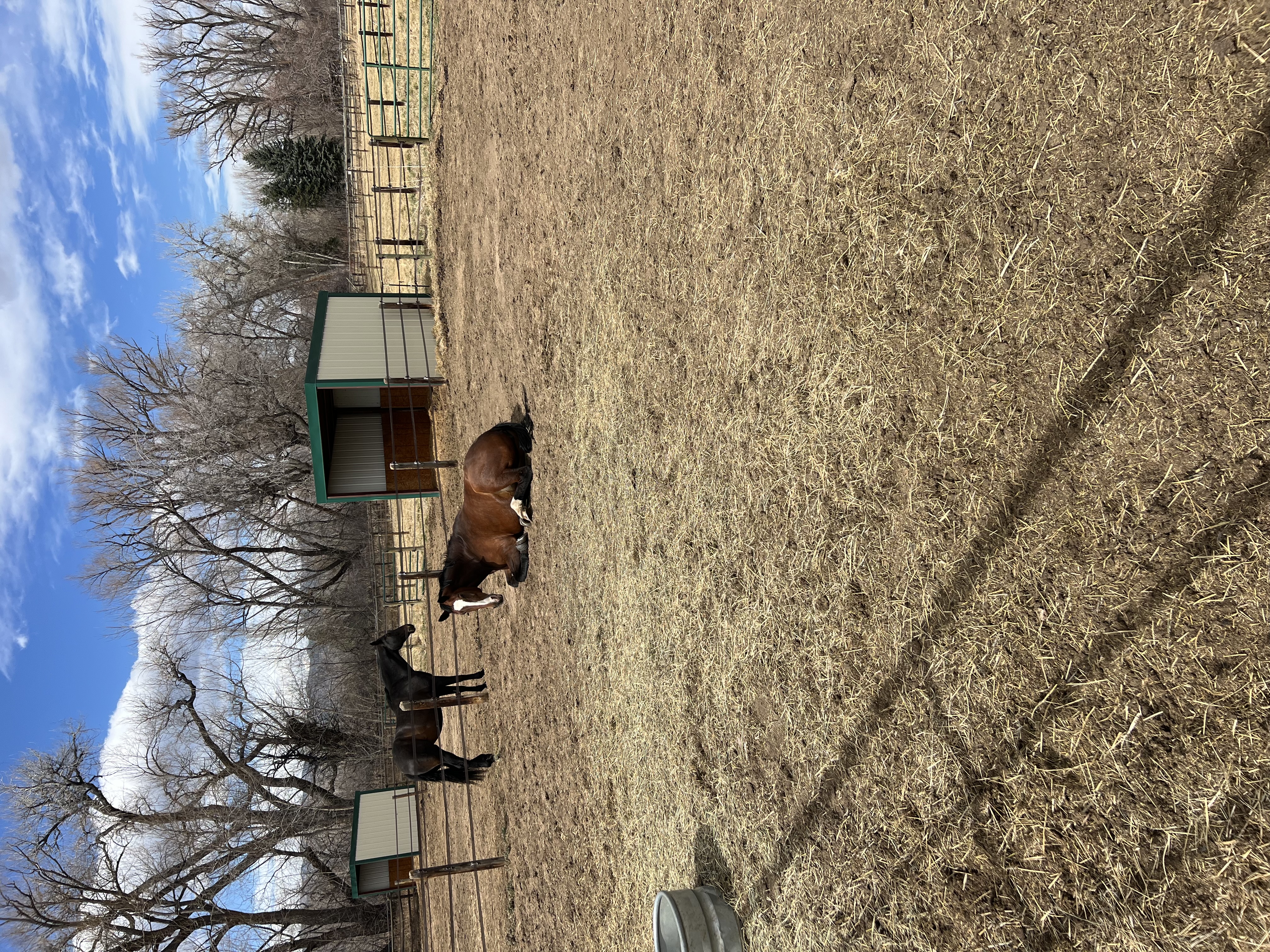 Individual outdoor turnouts with pasture