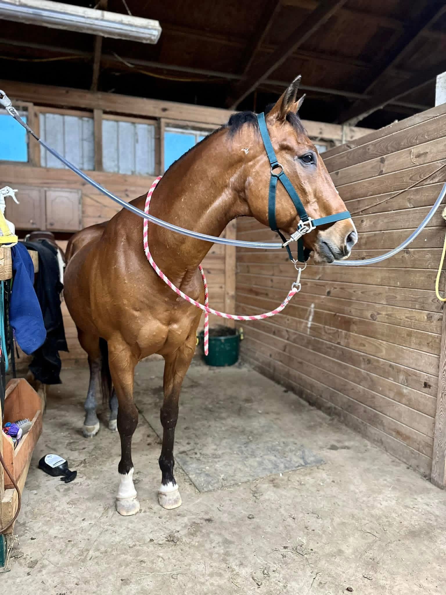 Tie stall self care barn 2