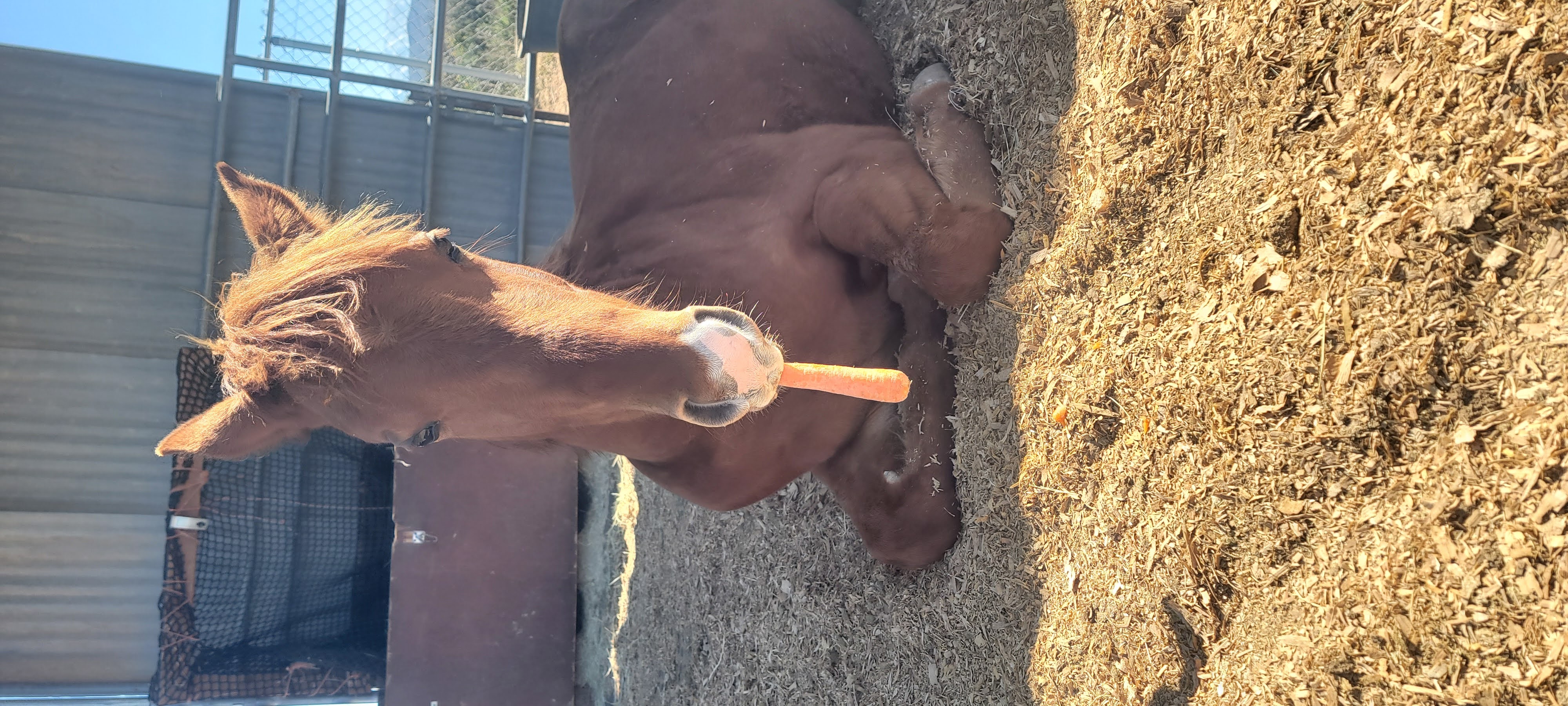 Why would I get up for my carrot?