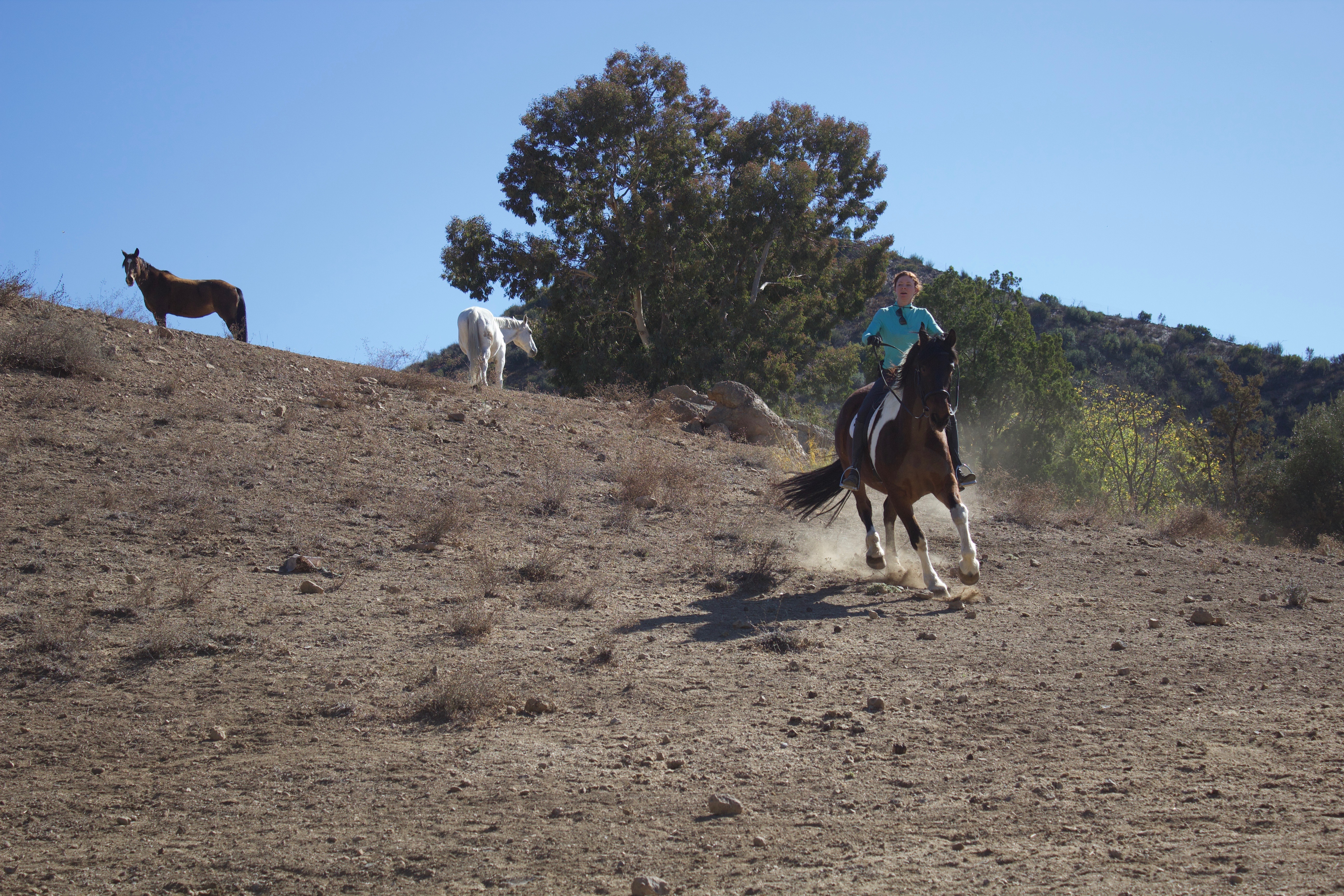 Horsing around