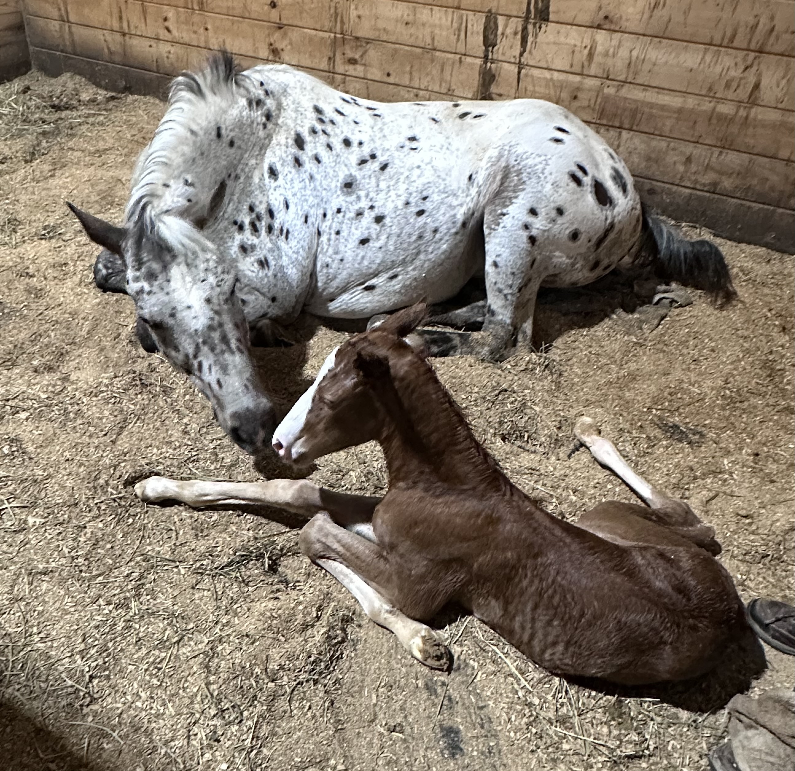 Foaling stalls with cameras