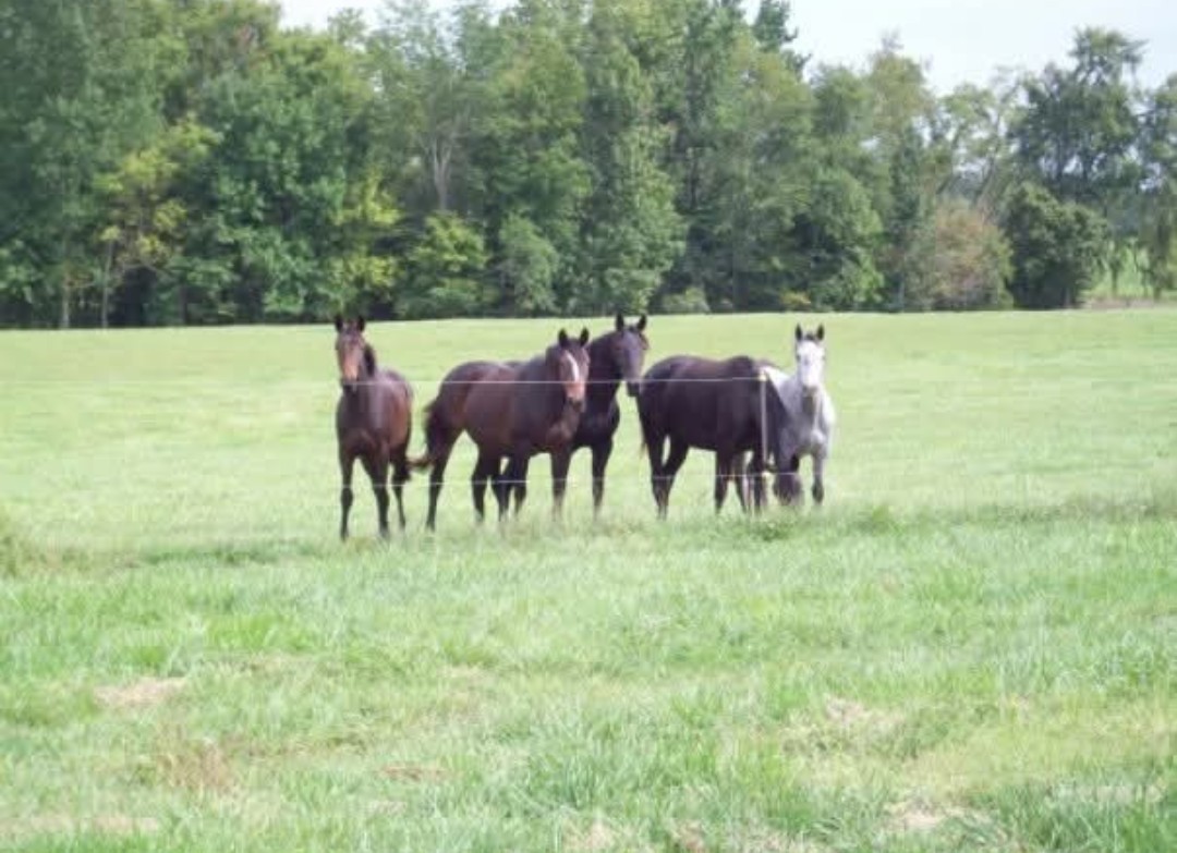 Pastures