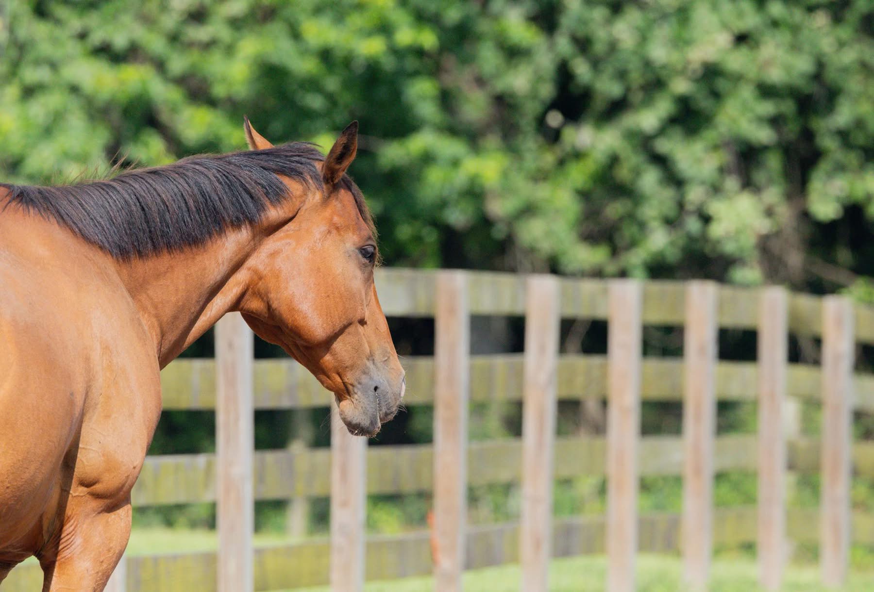 Happy horses in lush pastures