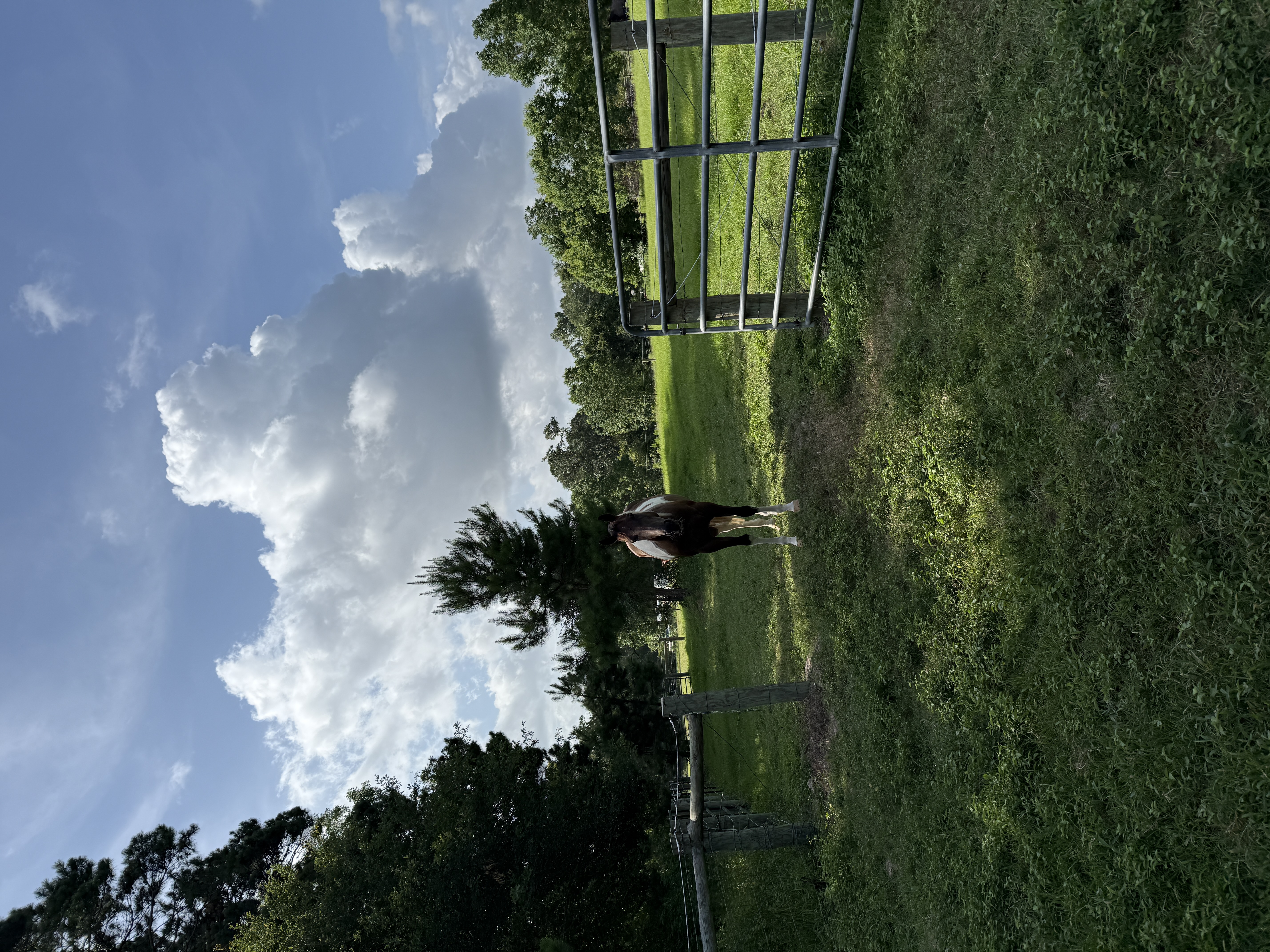 Pasture