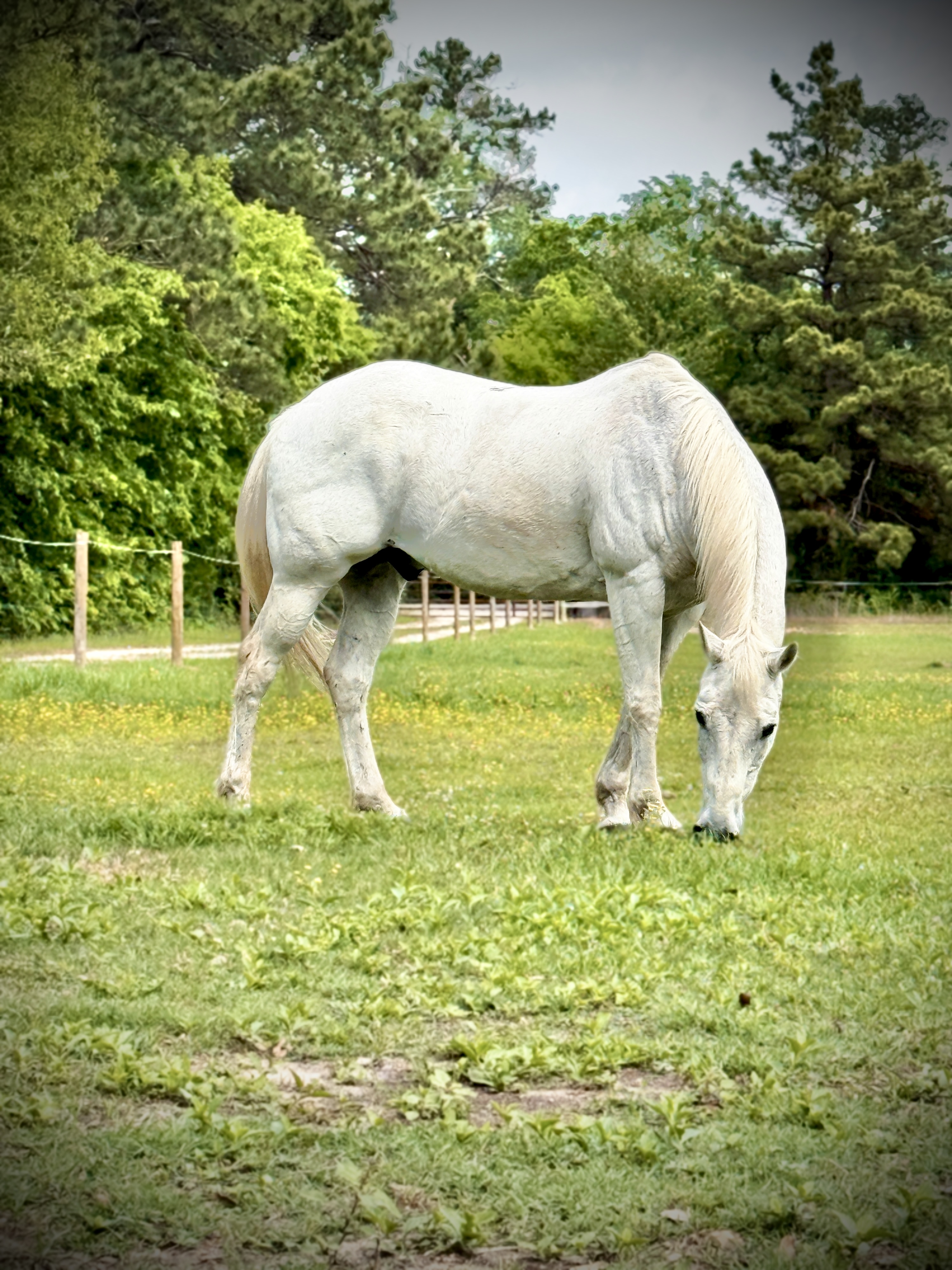 Pasture