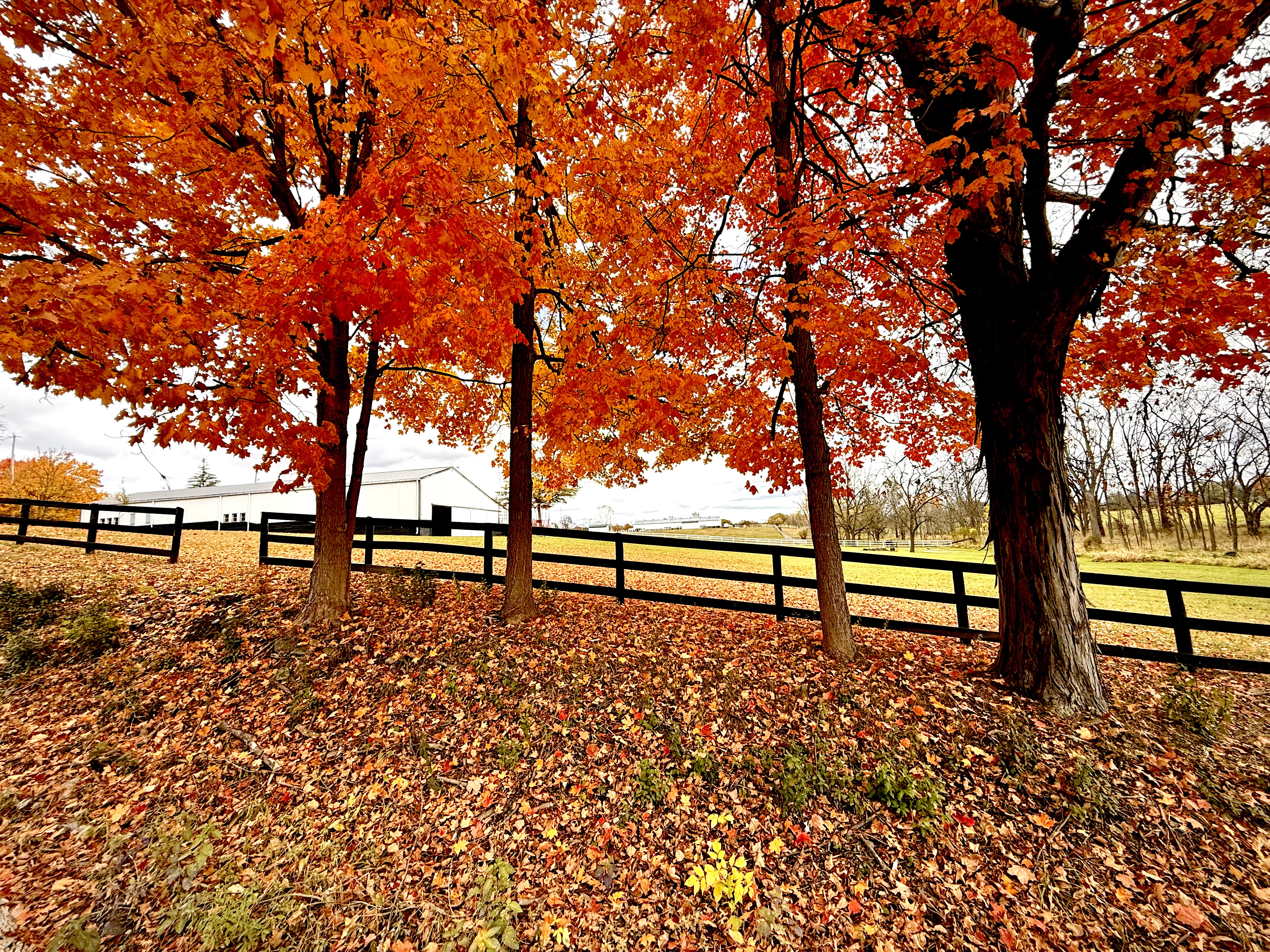Autumn