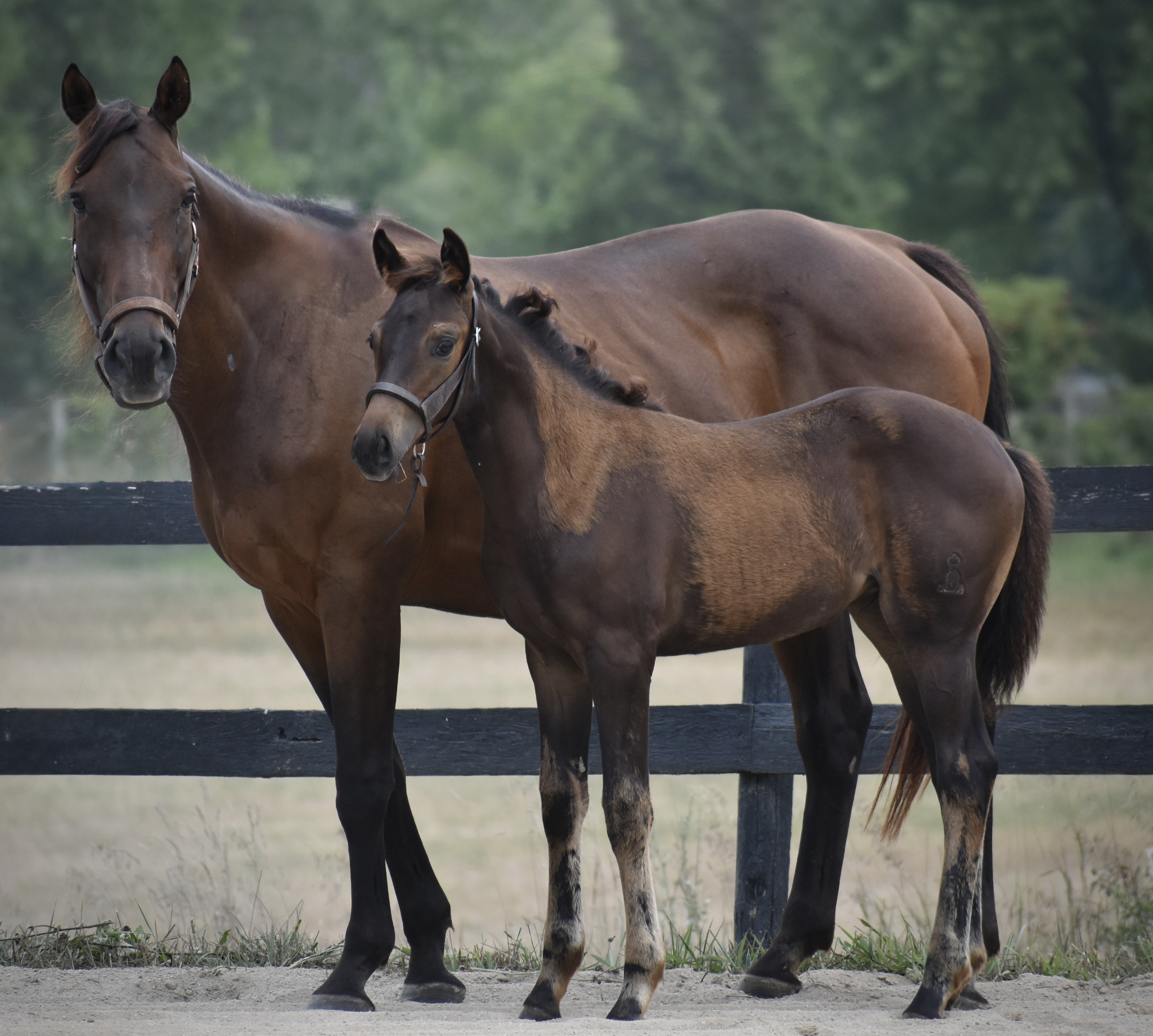 Foals